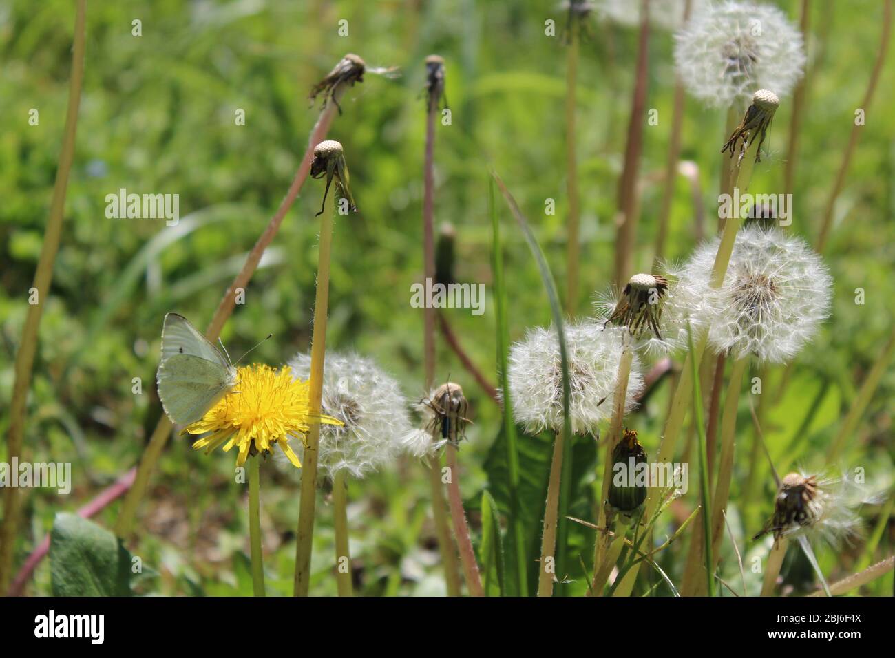 cabbage white butterfly on dandelion surrounded by dandelion clocks Stock Photo