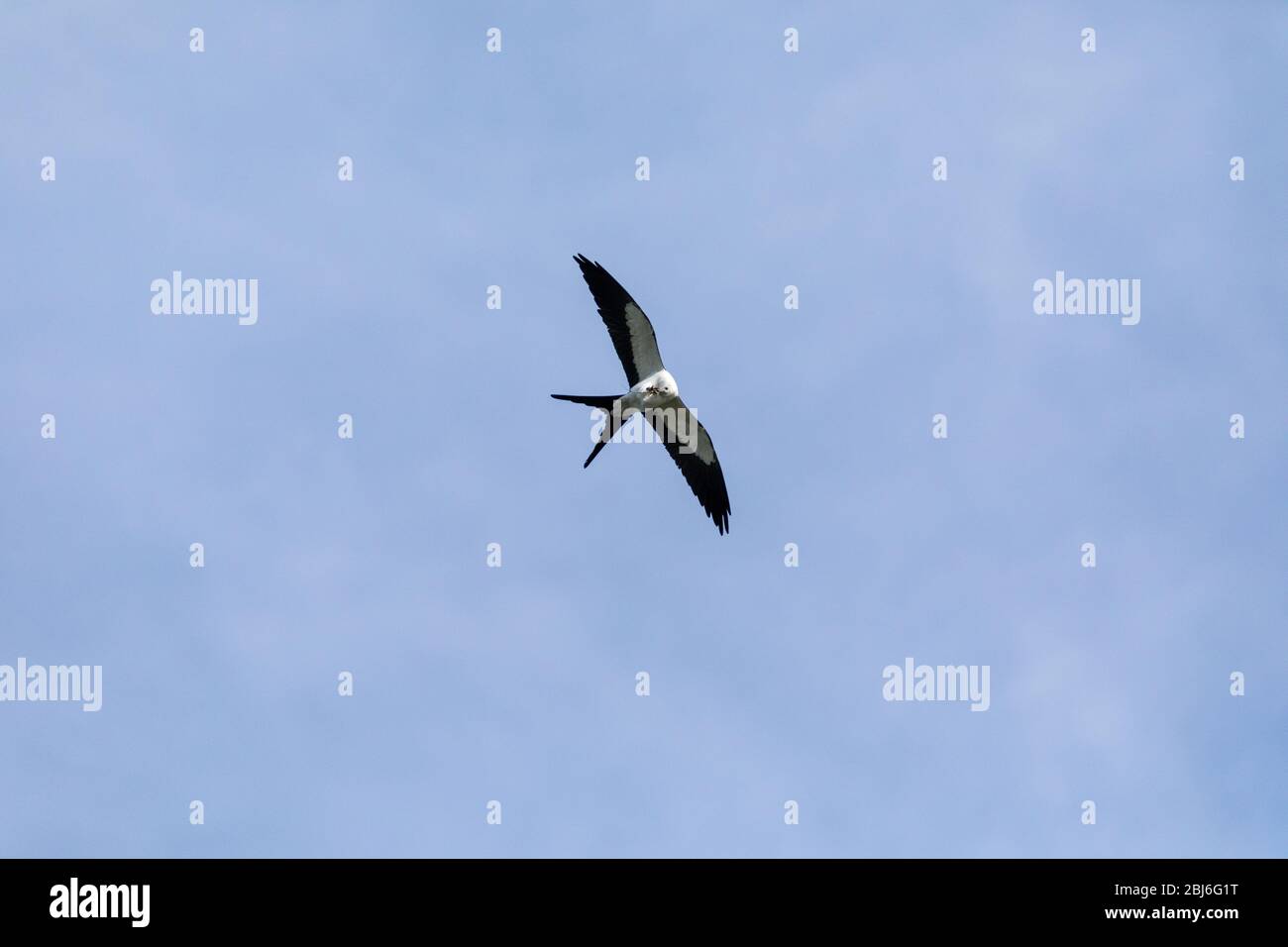 Flying swallow-tailed kite Elanoides forficatus with a Cuban knight anole in its clutches in Naples, Florida Stock Photo