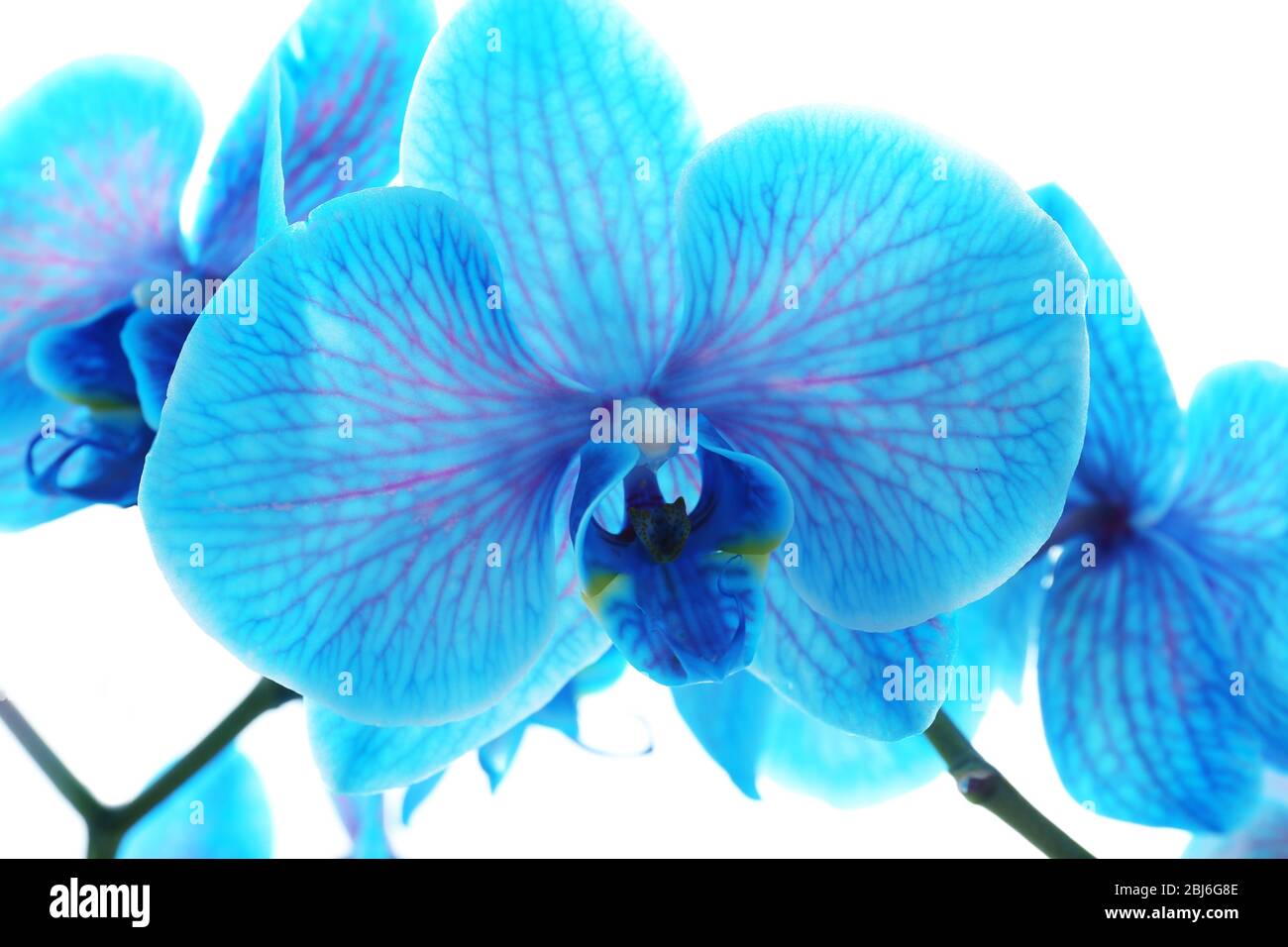 Beautiful blue orchid flower hi-res stock photography and images - Alamy