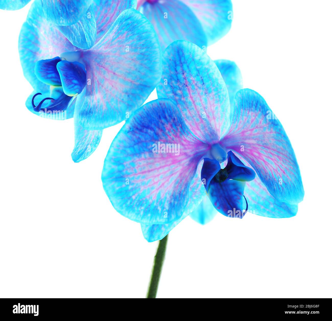 Beautiful blue orchid flower isolated on white background Stock Photo ...
