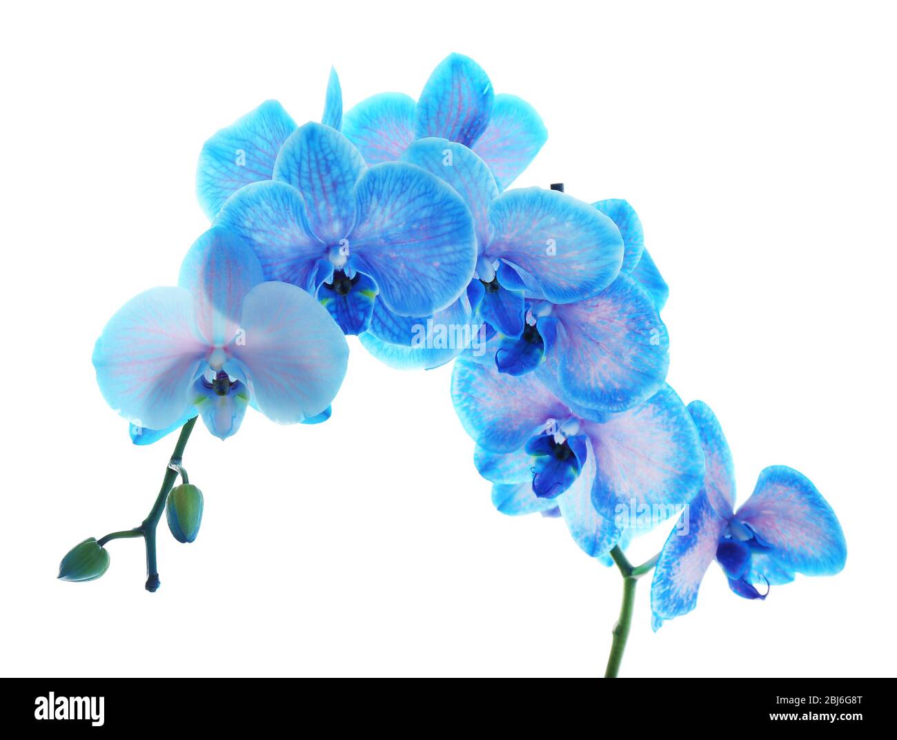 Beautiful blue orchid flower isolated on white background Stock Photo ...