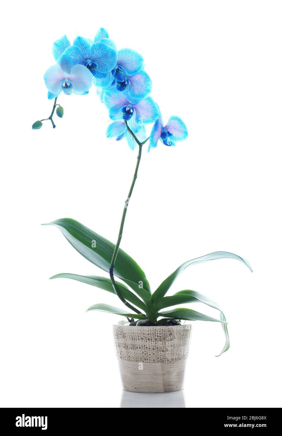 Beautiful blue orchid flower isolated on white background Stock Photo ...