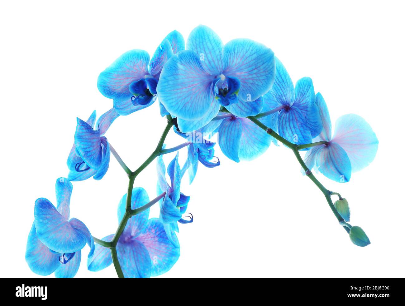 Beautiful blue orchid flower isolated on white background Stock Photo ...