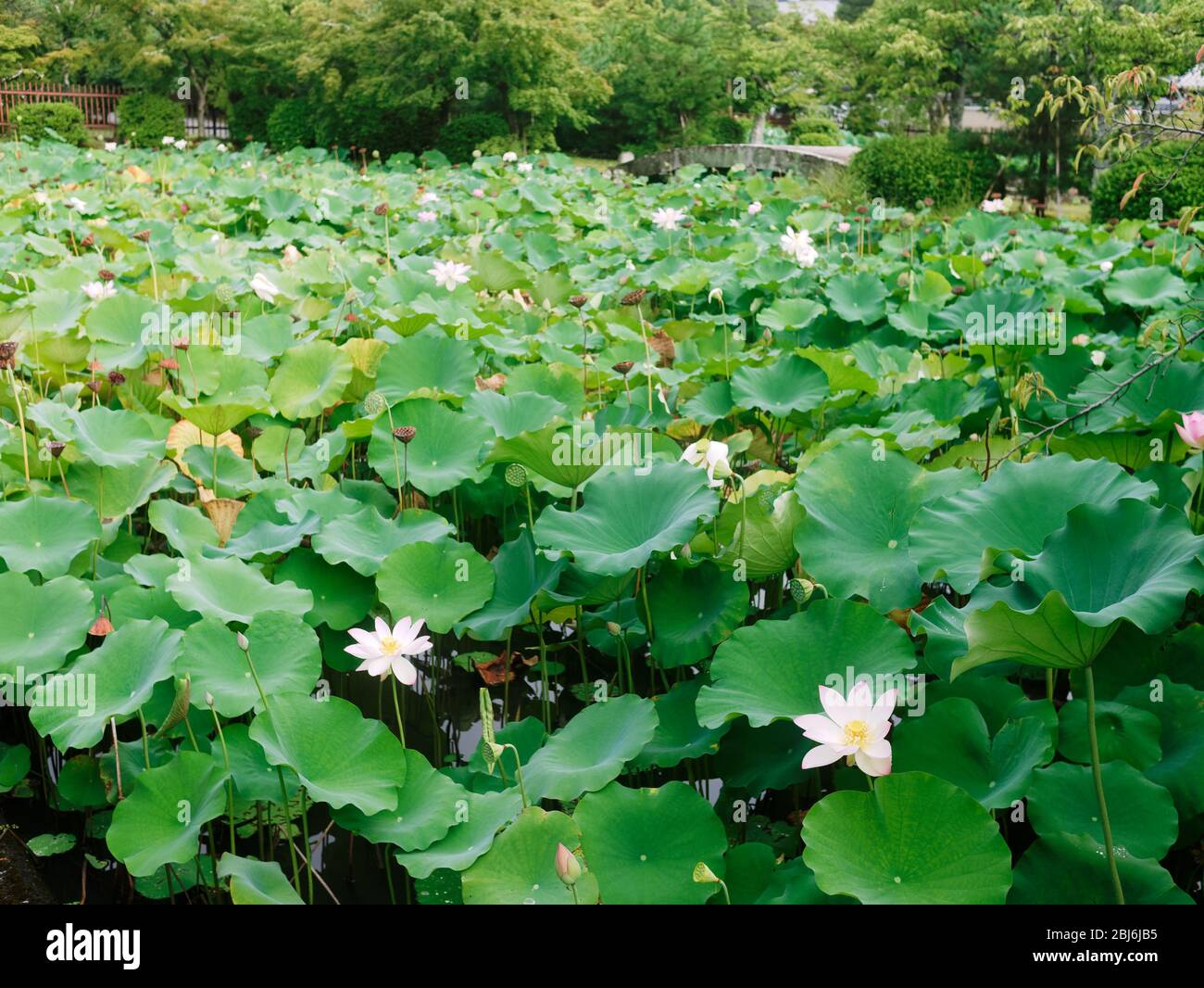 Lotus flower blooming on a pond of Japanese lotus garden Stock Photo