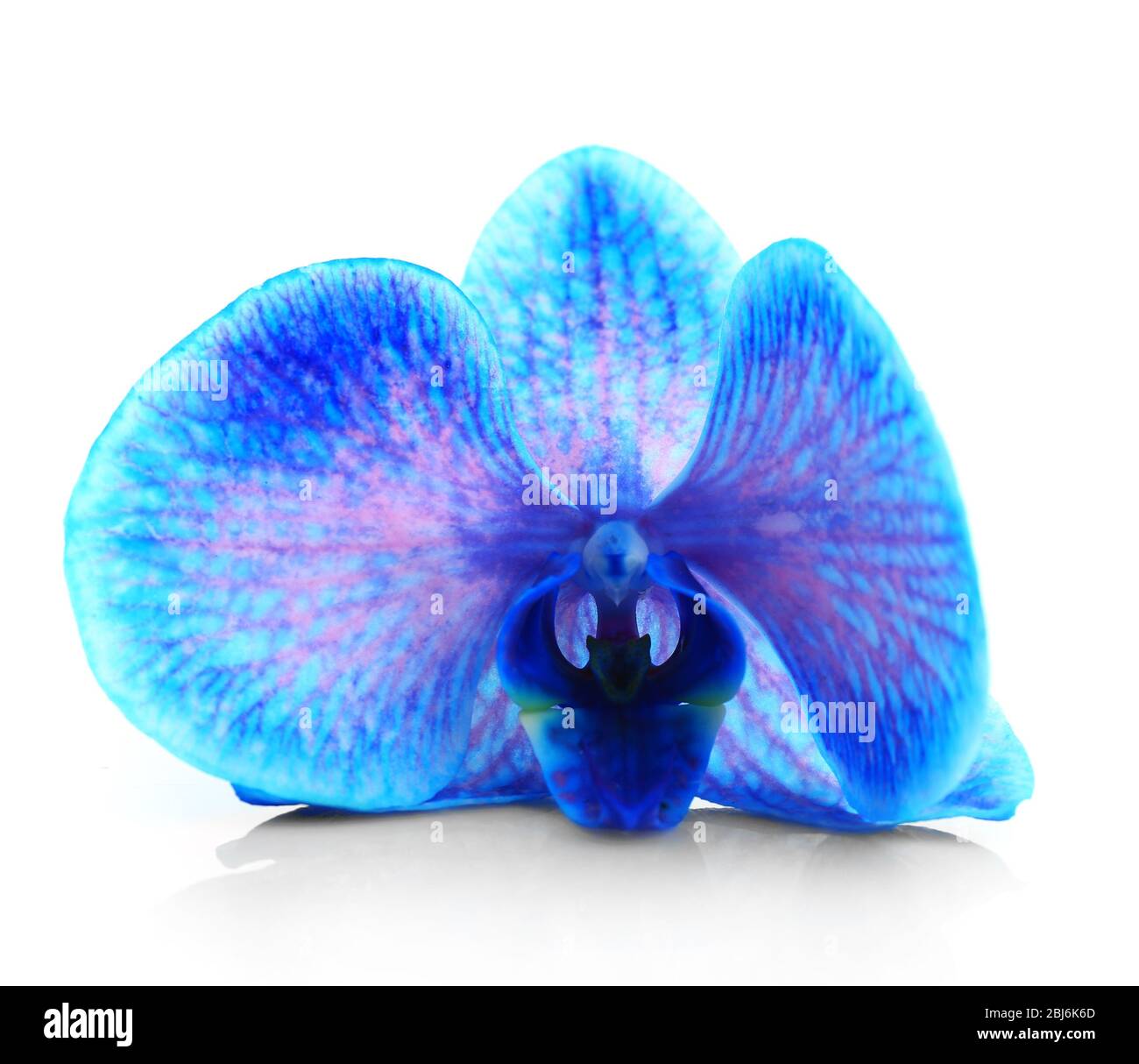 Beautiful blue orchid isolated on white background Stock Photo - Alamy