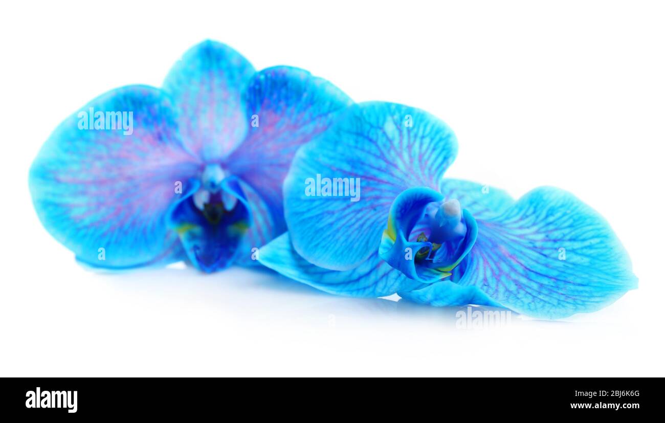 Beautiful blue orchid isolated on white background Stock Photo - Alamy