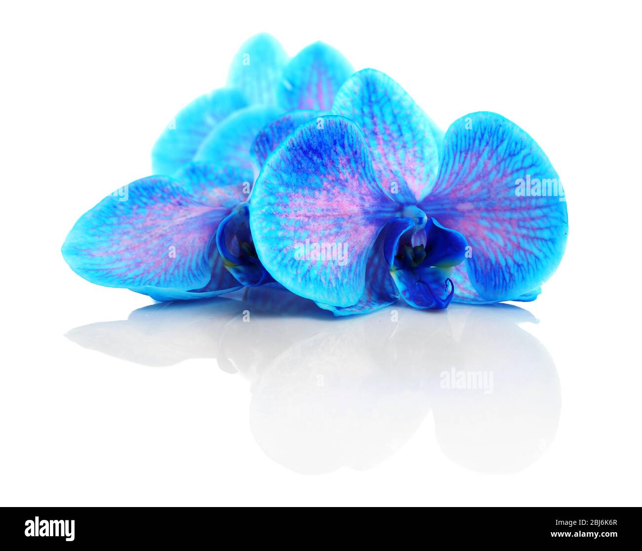 Beautiful blue orchid isolated on white background Stock Photo - Alamy