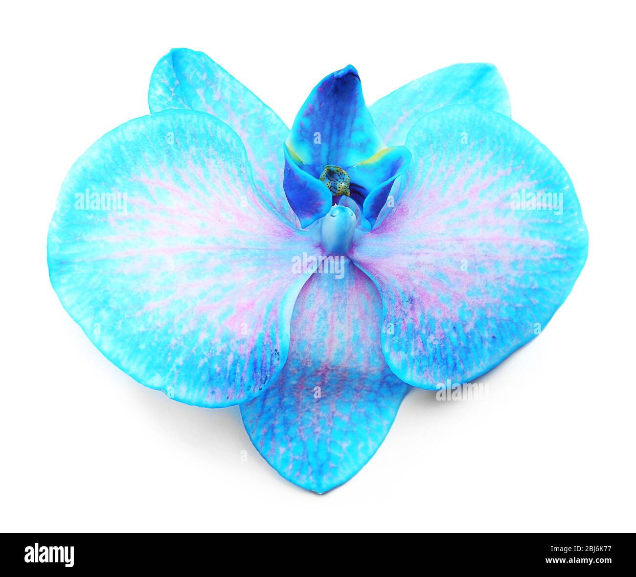 Beautiful blue orchid isolated on white background Stock Photo - Alamy