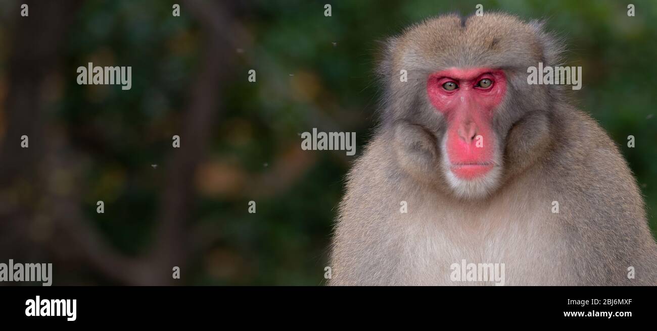 macaque monkey at Arashiyama monkey park, Kyoto, Japan Stock Photo