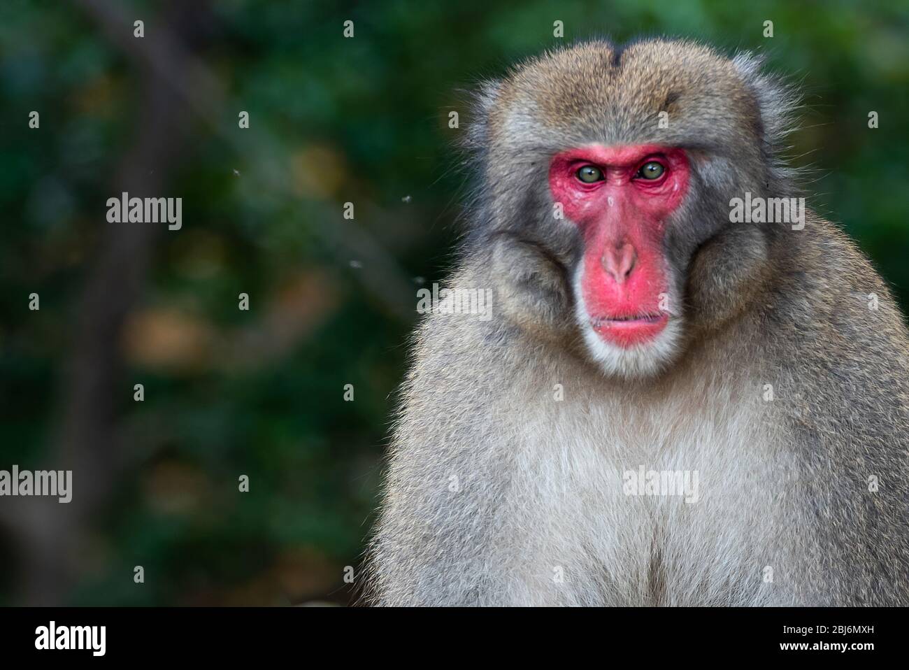 macaque monkey at Arashiyama monkey park, Kyoto, Japan Stock Photo