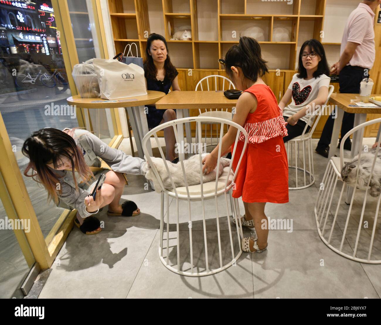 Cat petting cafe in Han Street, Wuhan, China Stock Photo