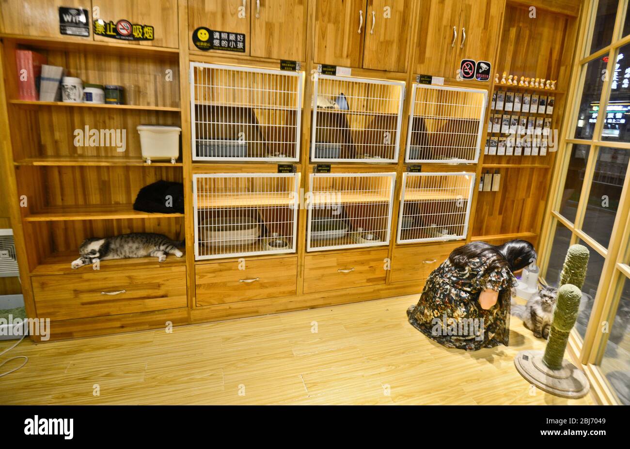 Cat petting cafe in Han Street, Wuhan, China Stock Photo Alamy