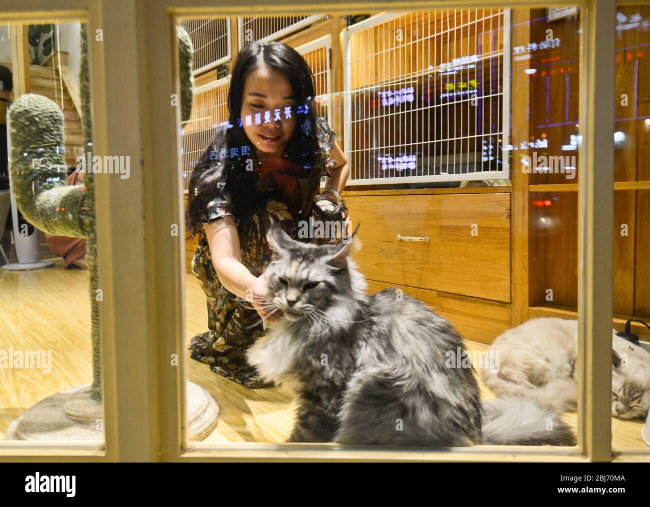 Cat petting cafe in Han Street, Wuhan, China Stock Photo Alamy