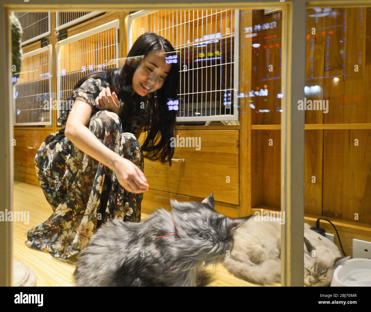 Cat petting cafe in Han Street, Wuhan, China Stock Photo Alamy