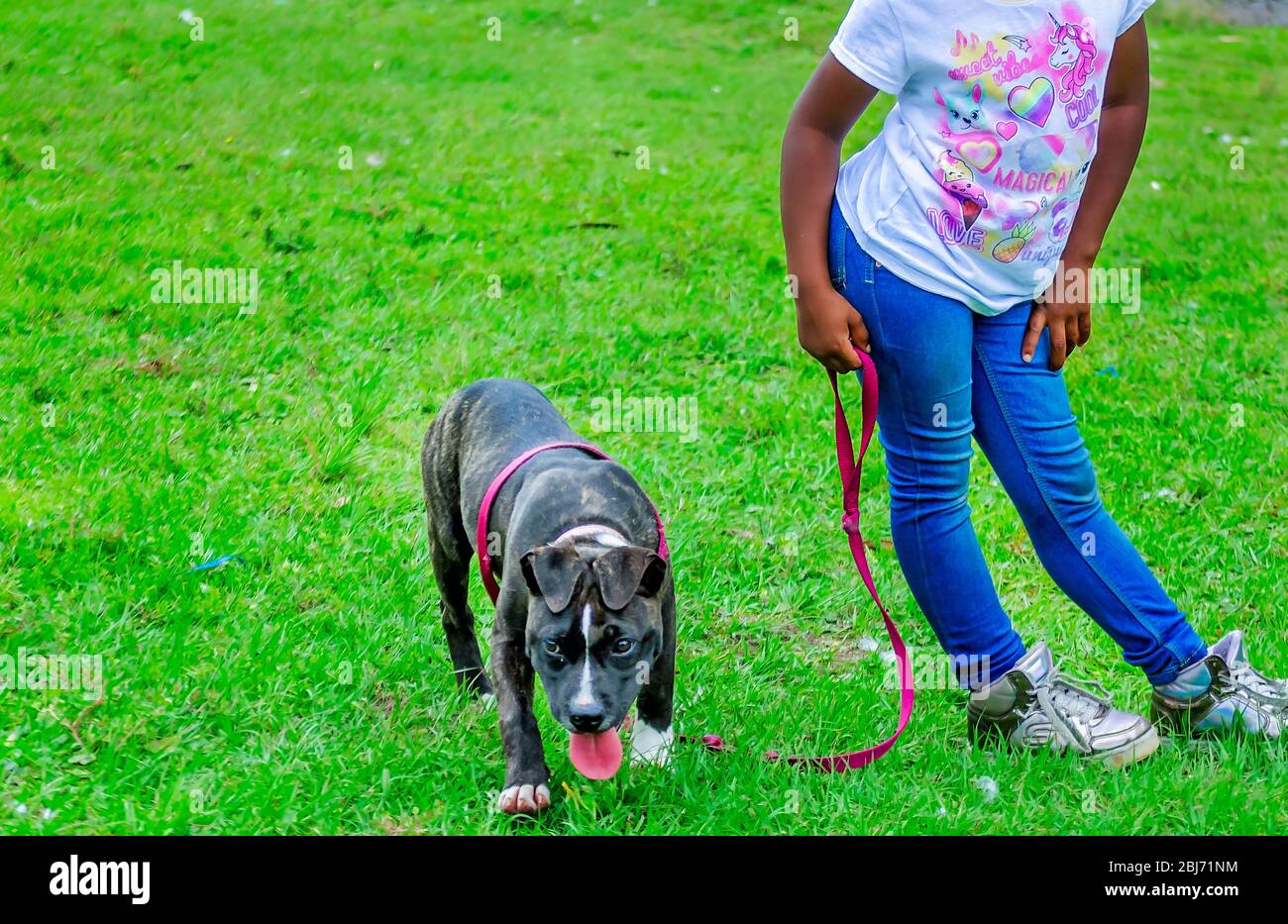 A brindle pitbull puppy stands on-leash beside his owner at Langan Park, April 13, 2019, in Mobile, Alabama. Stock Photo