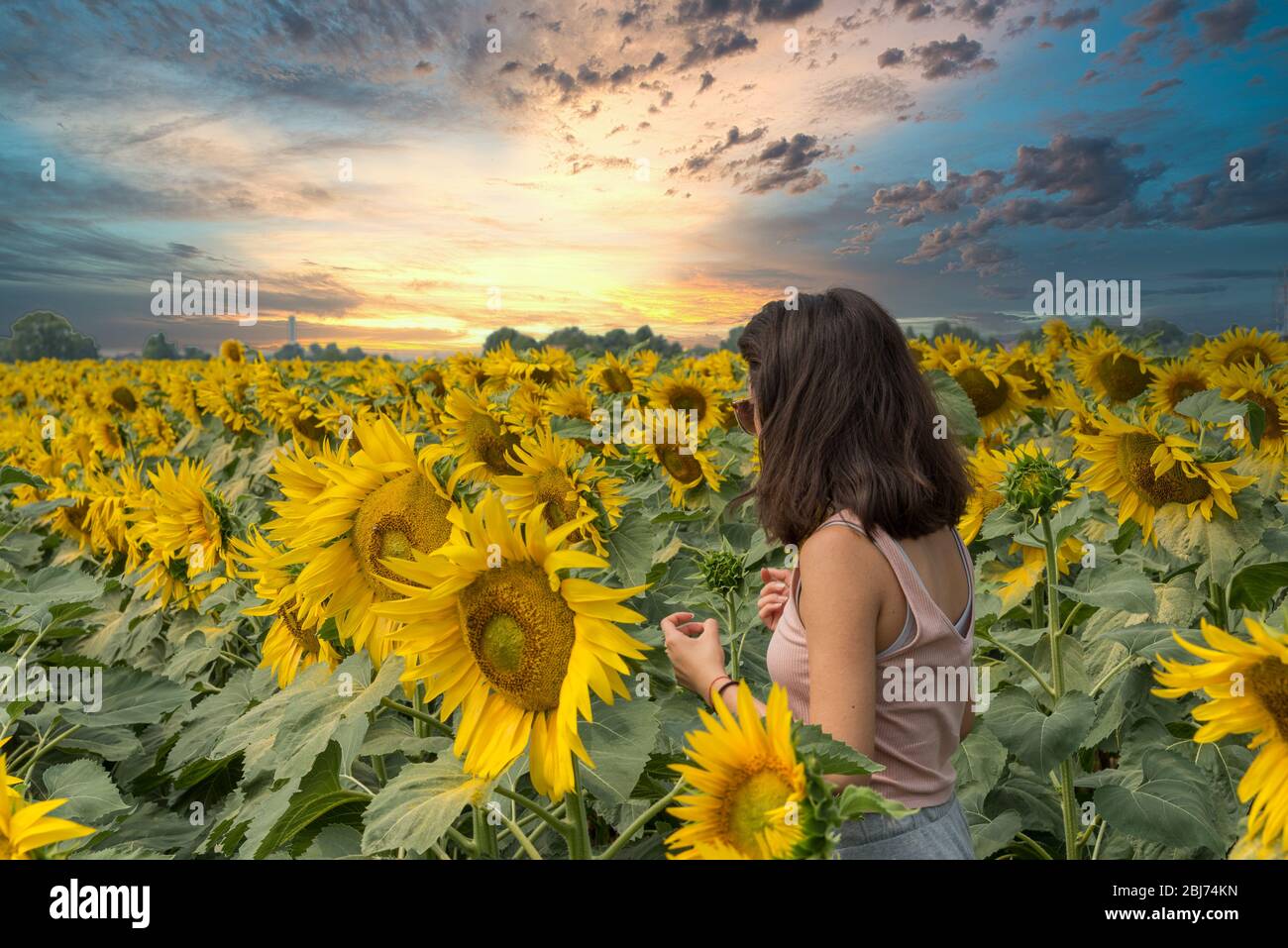 Young teen girl standing in field surrounded by sunflowers with ...