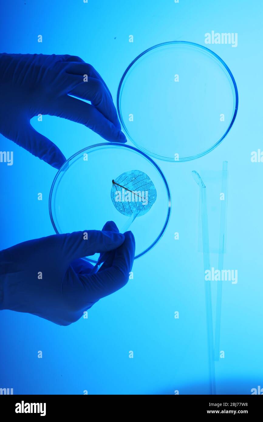 Scientist working with Petri dishes in laboratory Stock Photo - Alamy