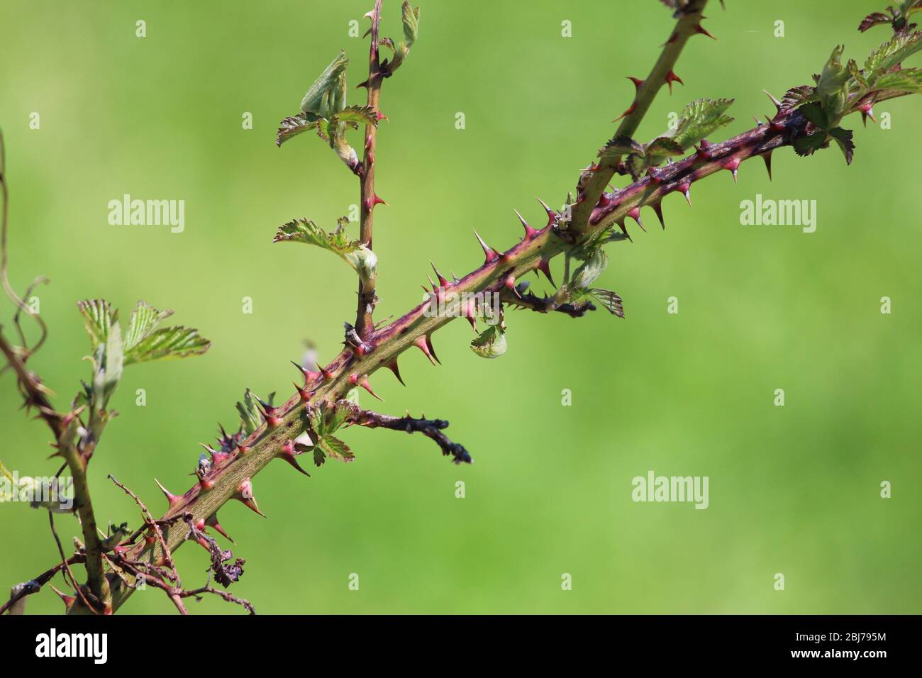 Japanese raspberry hi-res stock photography and images - Alamy