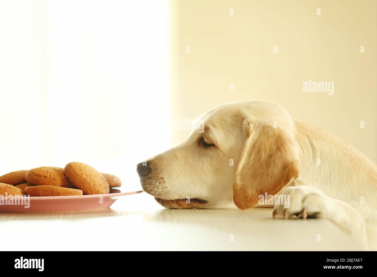 Page 21 Blond Labrador Puppy High Resolution Stock Photography And Images Alamy