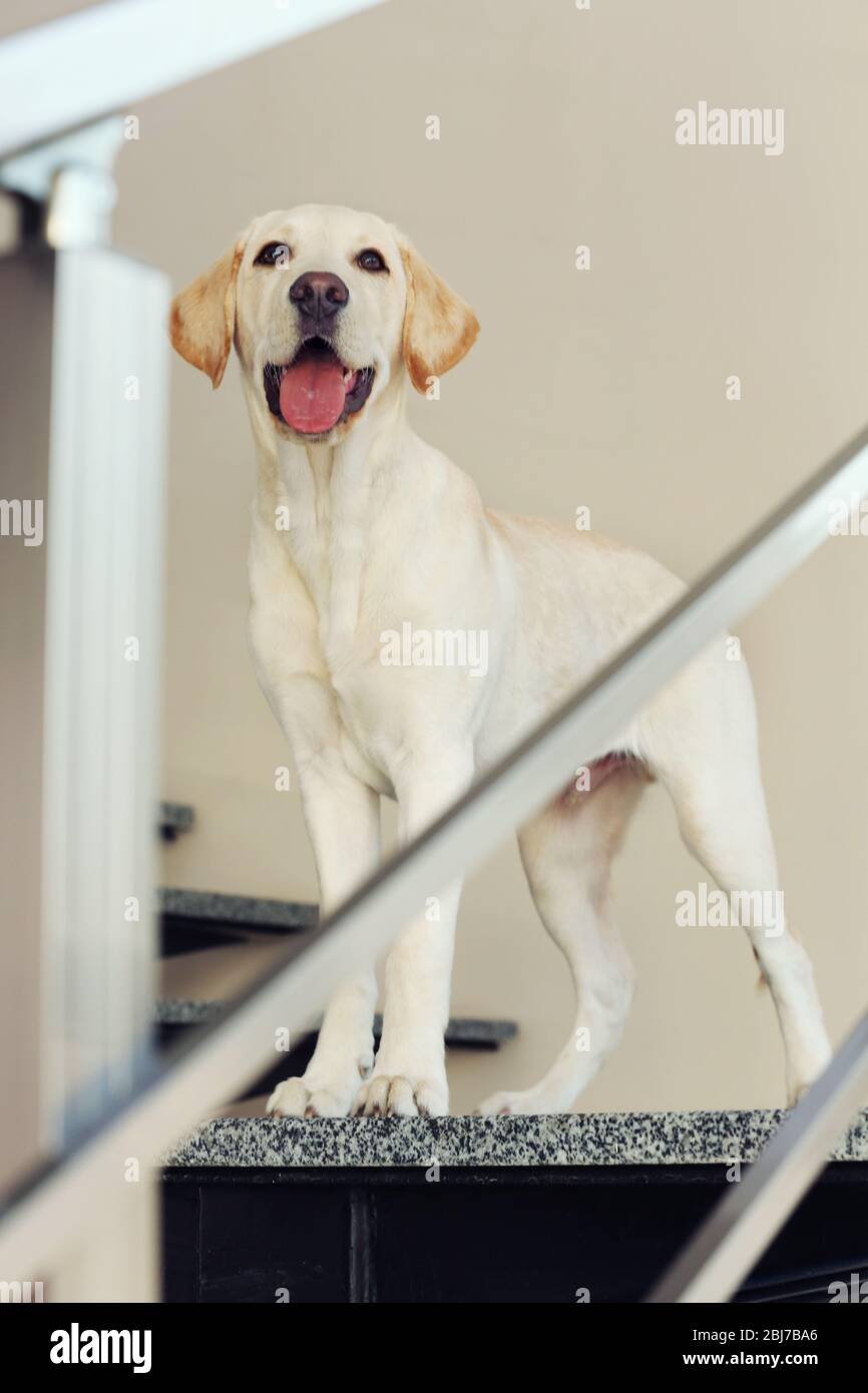 Labrador dog on the stairs indoors Stock Photo Alamy