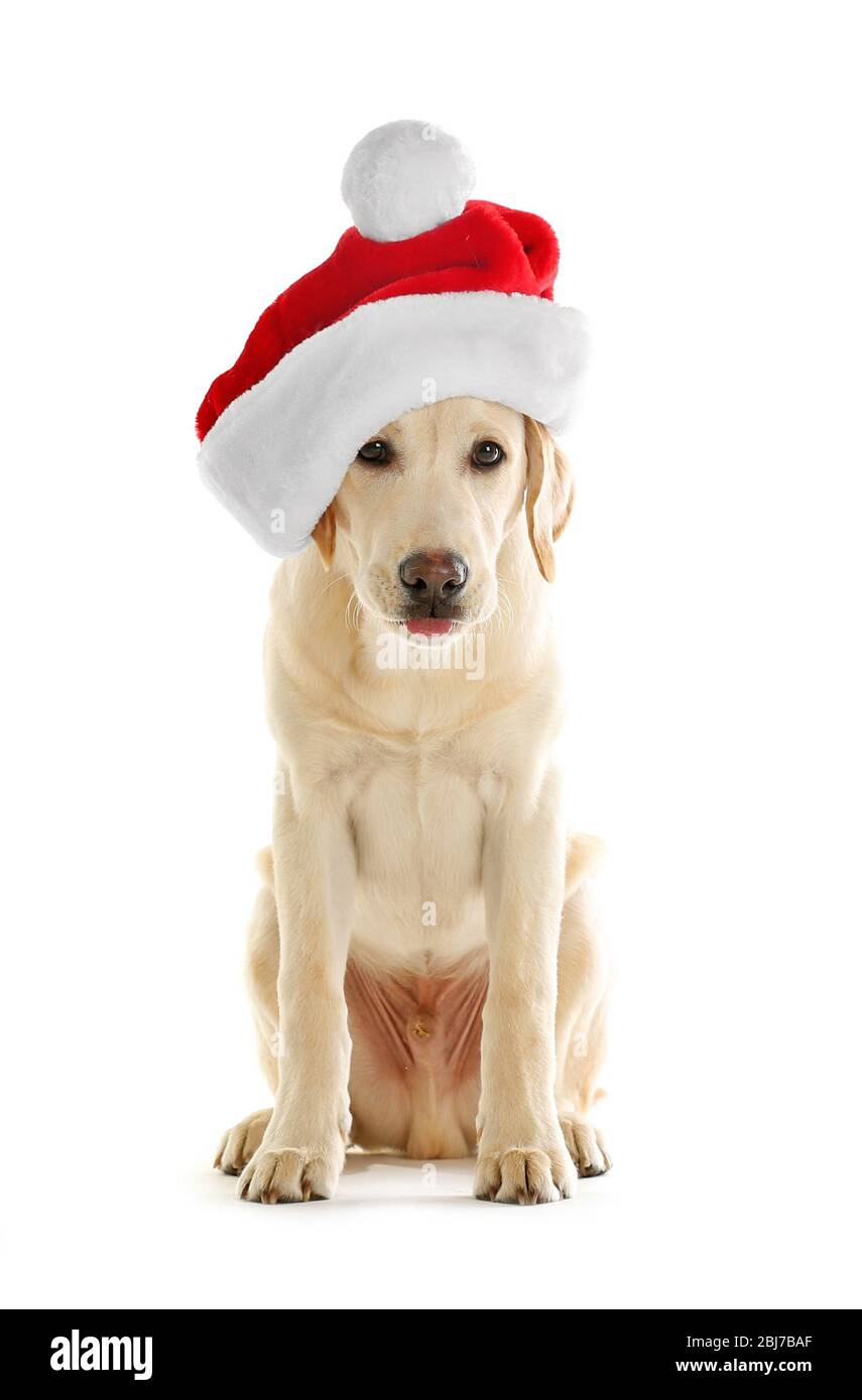 Cute Labrador dog with Santa hat isolated on white Stock Photo - Alamy
