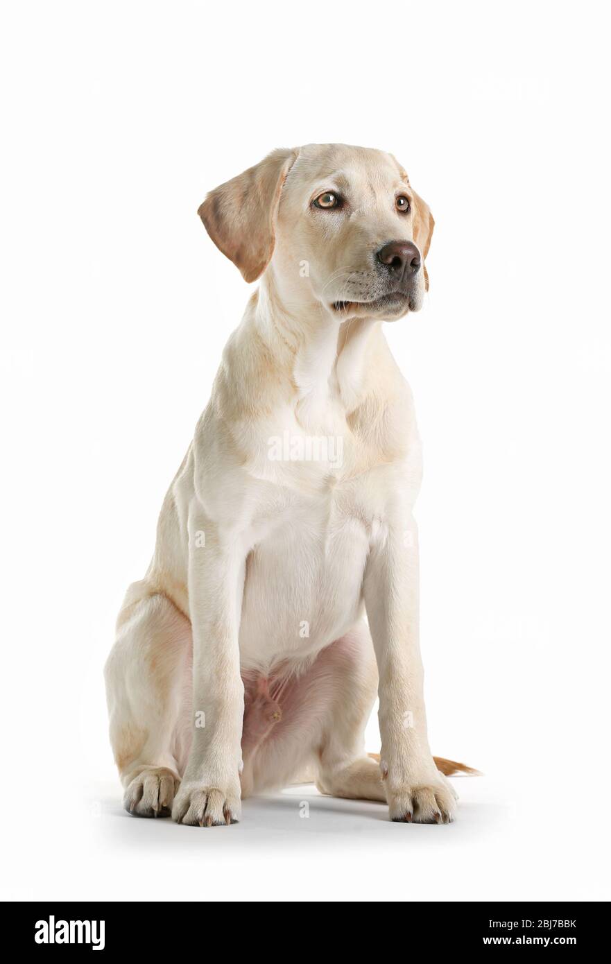 Cute Labrador dog sitting isolated on white Stock Photo - Alamy