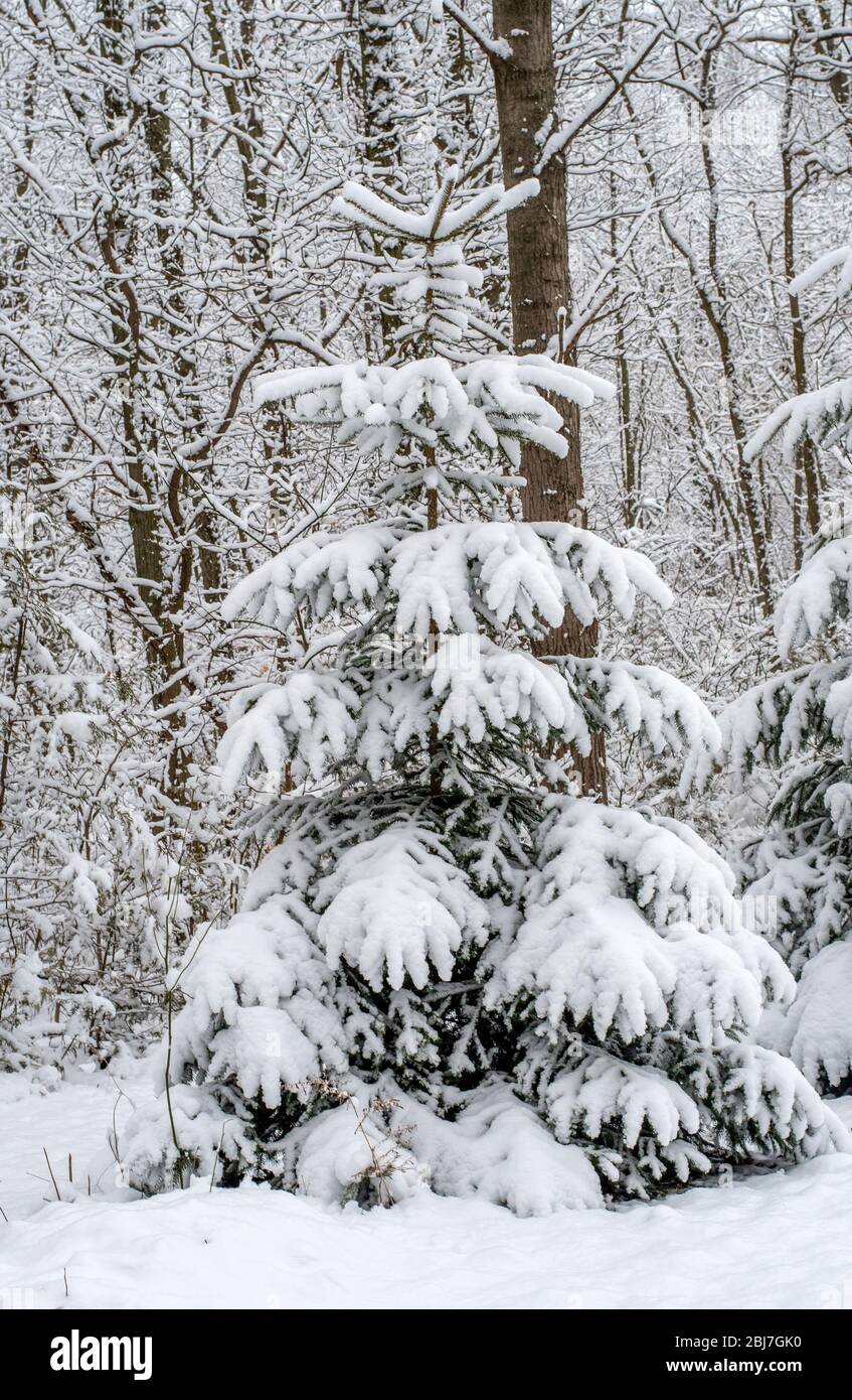 A spruce tree in a Michigan woods is iced in a heavy wet snow after a sudden spring snowstorm Stock Photo
