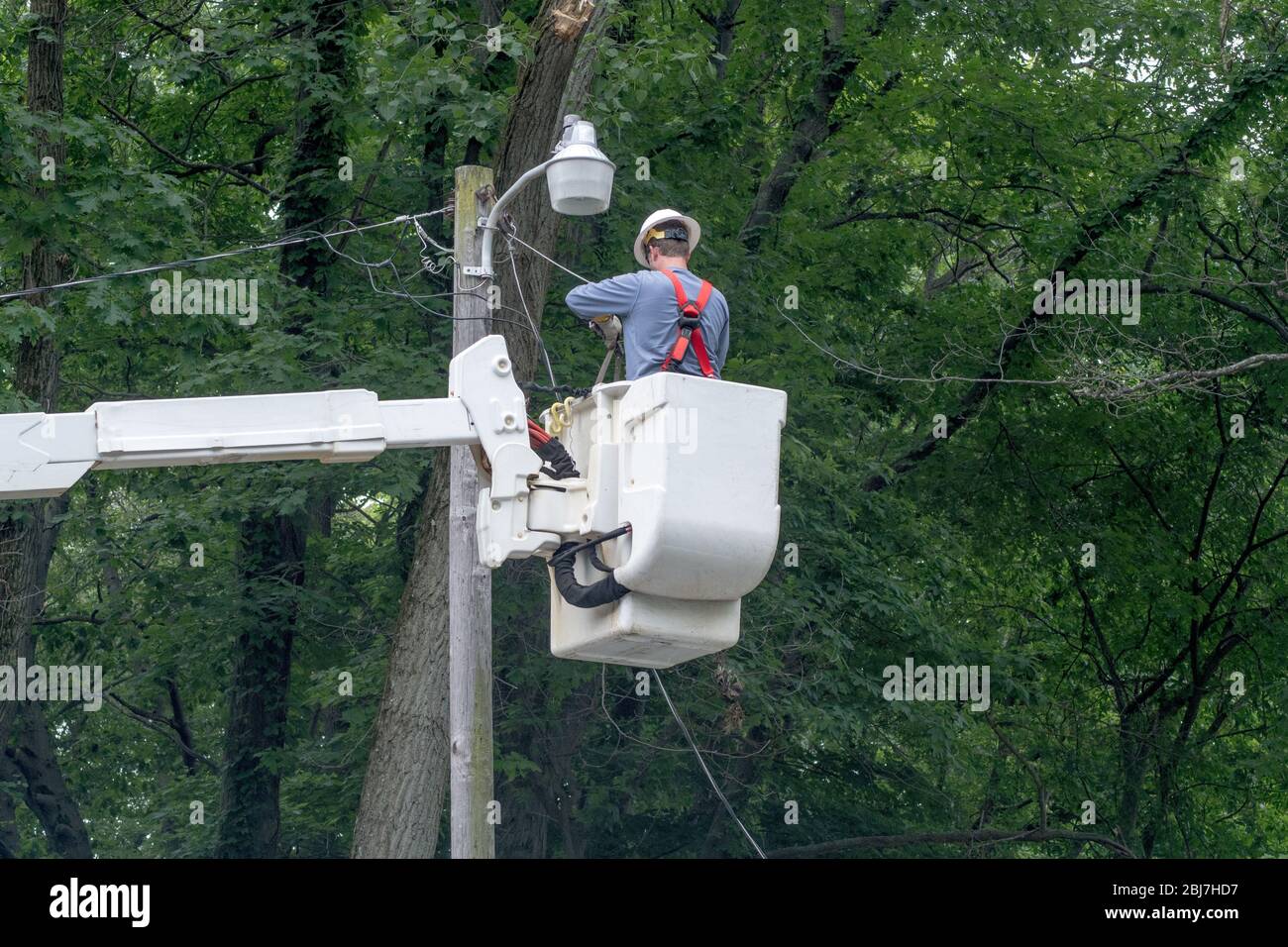 An electrical worker in a bucket truck fixes wires after a storm did damage by dropping a tree branch on the lines Stock Photo