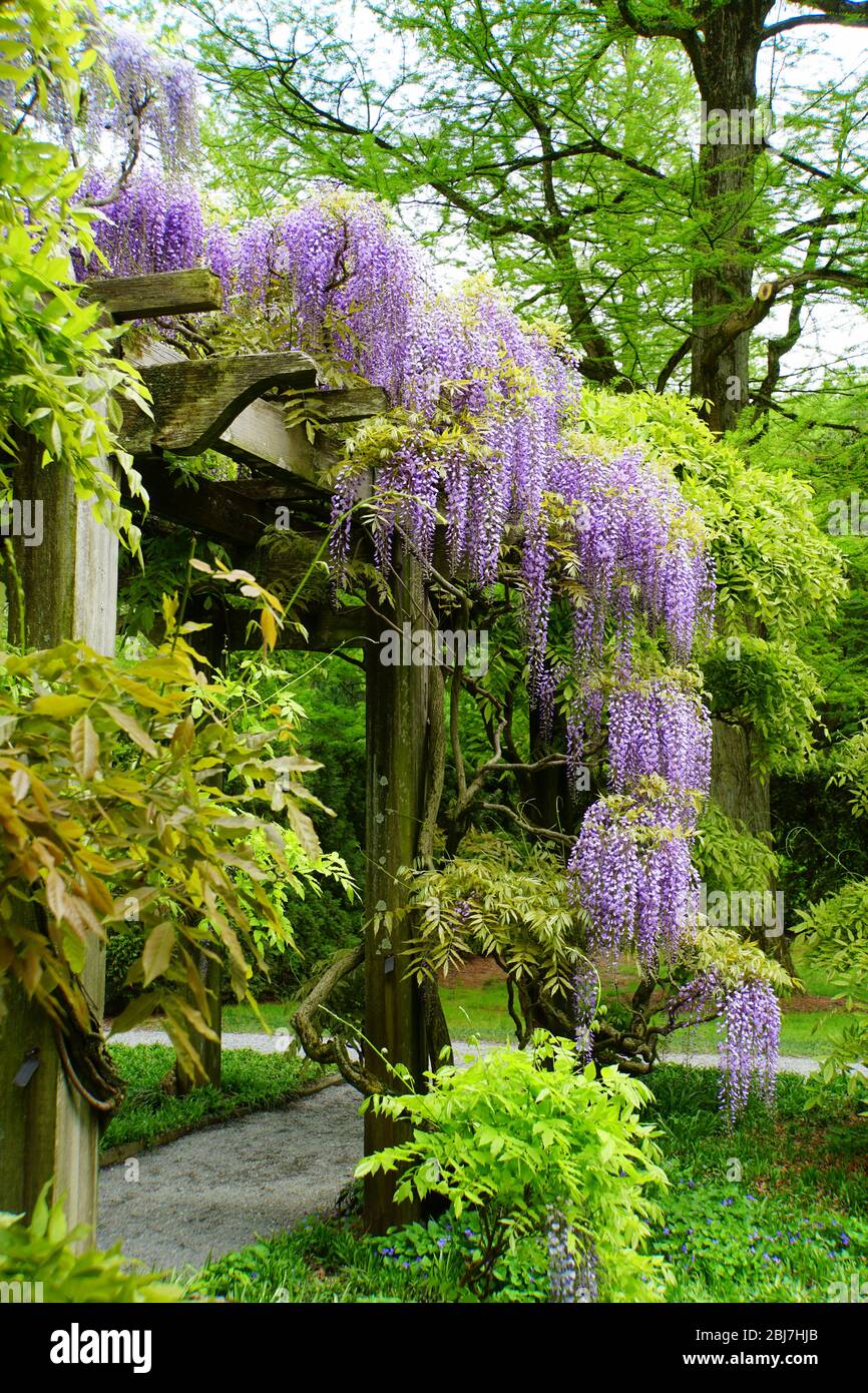 Beautiful purple wisteria flowers at full bloom on the pergola Stock Photo  - Alamy