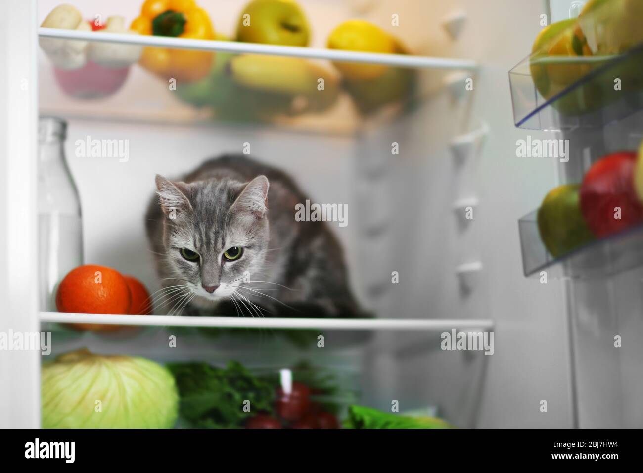 Cat in the refrigerator at home Stock Photo Alamy