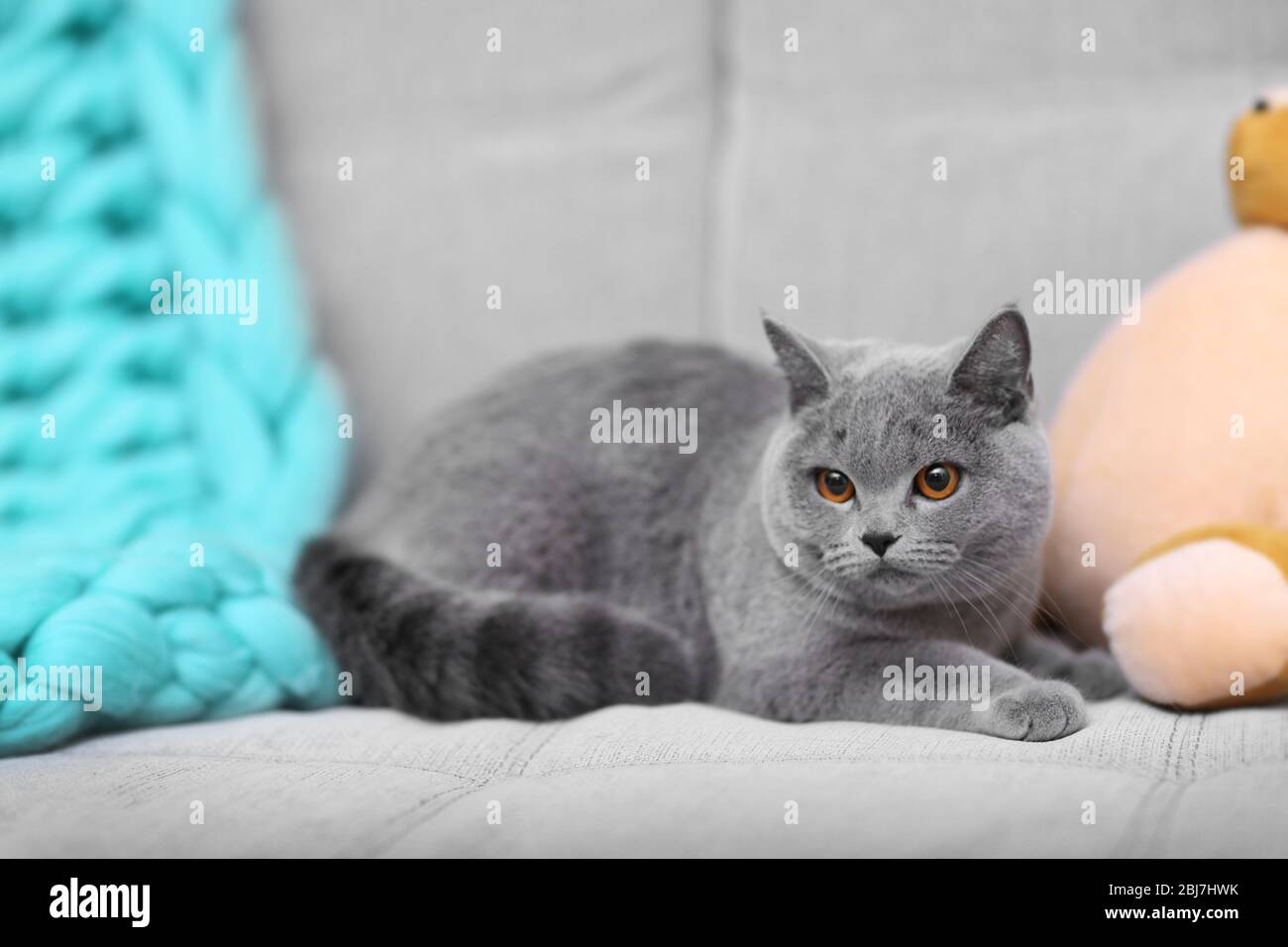 Grey cat lying on sofa with teddy bear indoors Stock Photo - Alamy