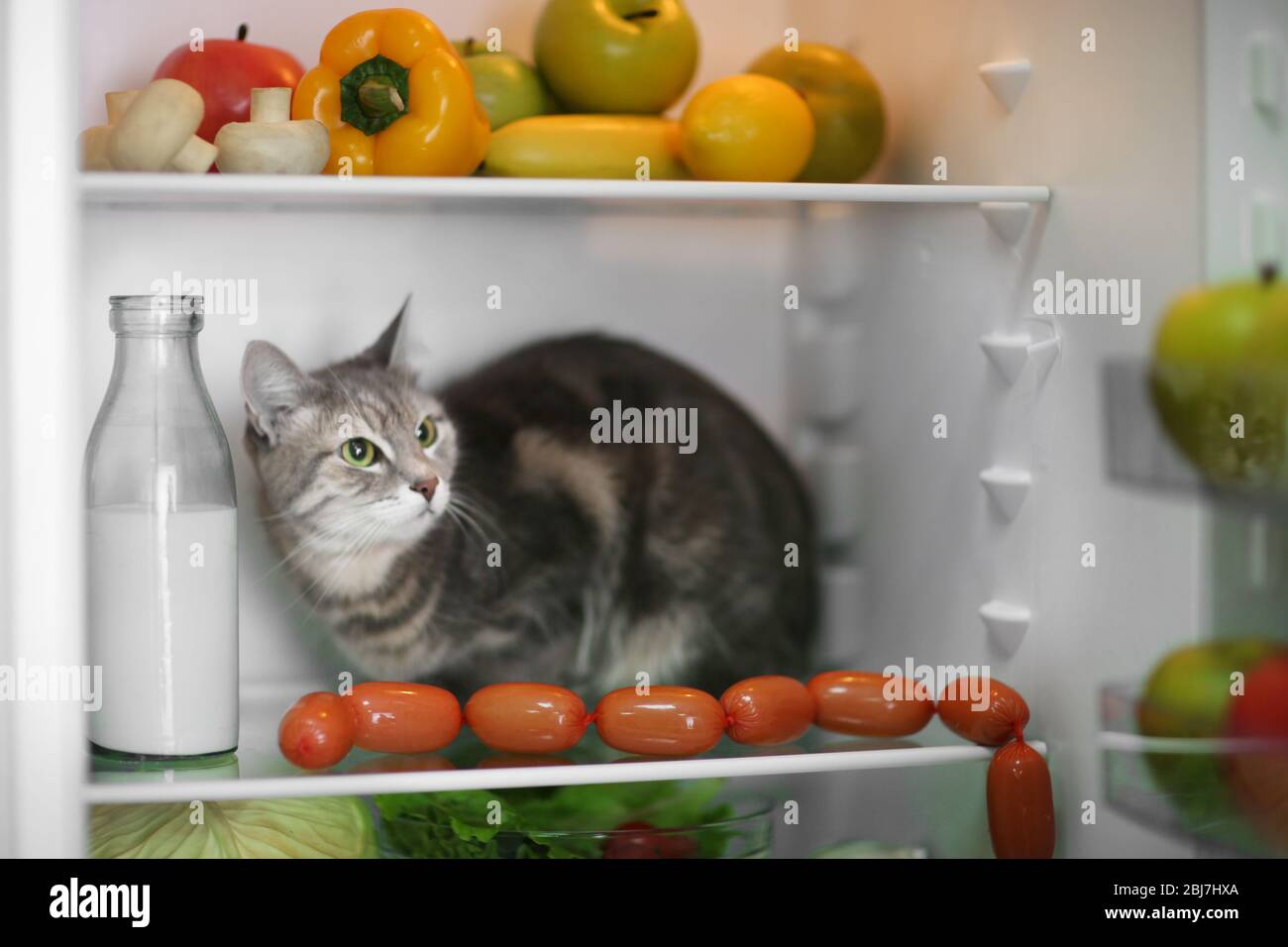 Cat in the refrigerator at home Stock Photo Alamy