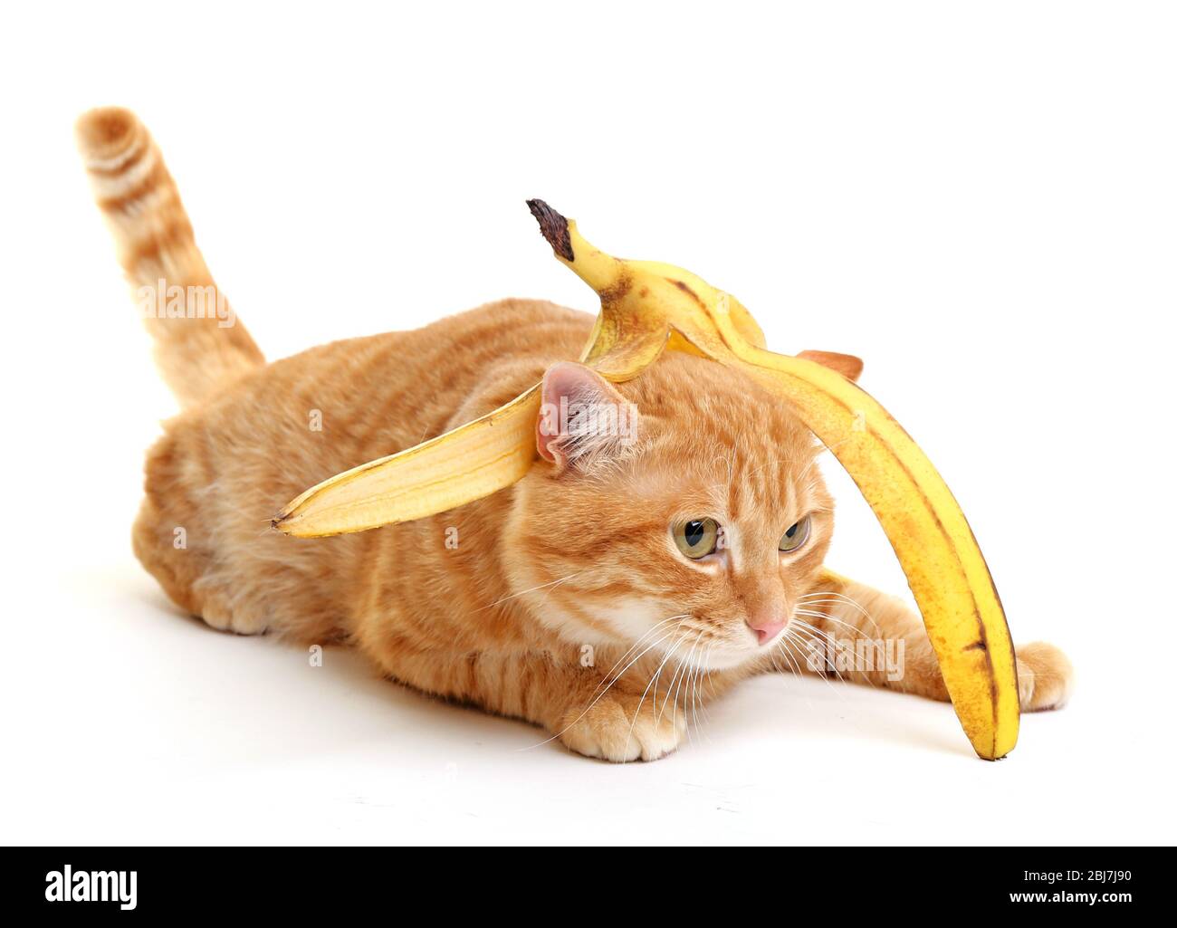 6,290 Banana Cat Royalty-Free Images, Stock Photos & Pictures