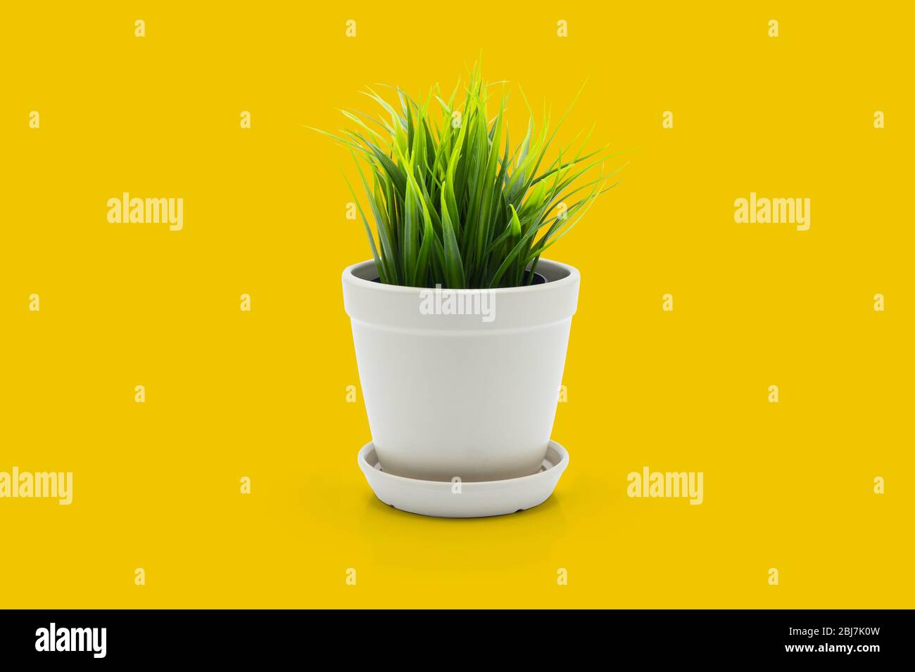 Beautiful artificial green grass in pots ceramic isolated on yellow background, plastic tree and