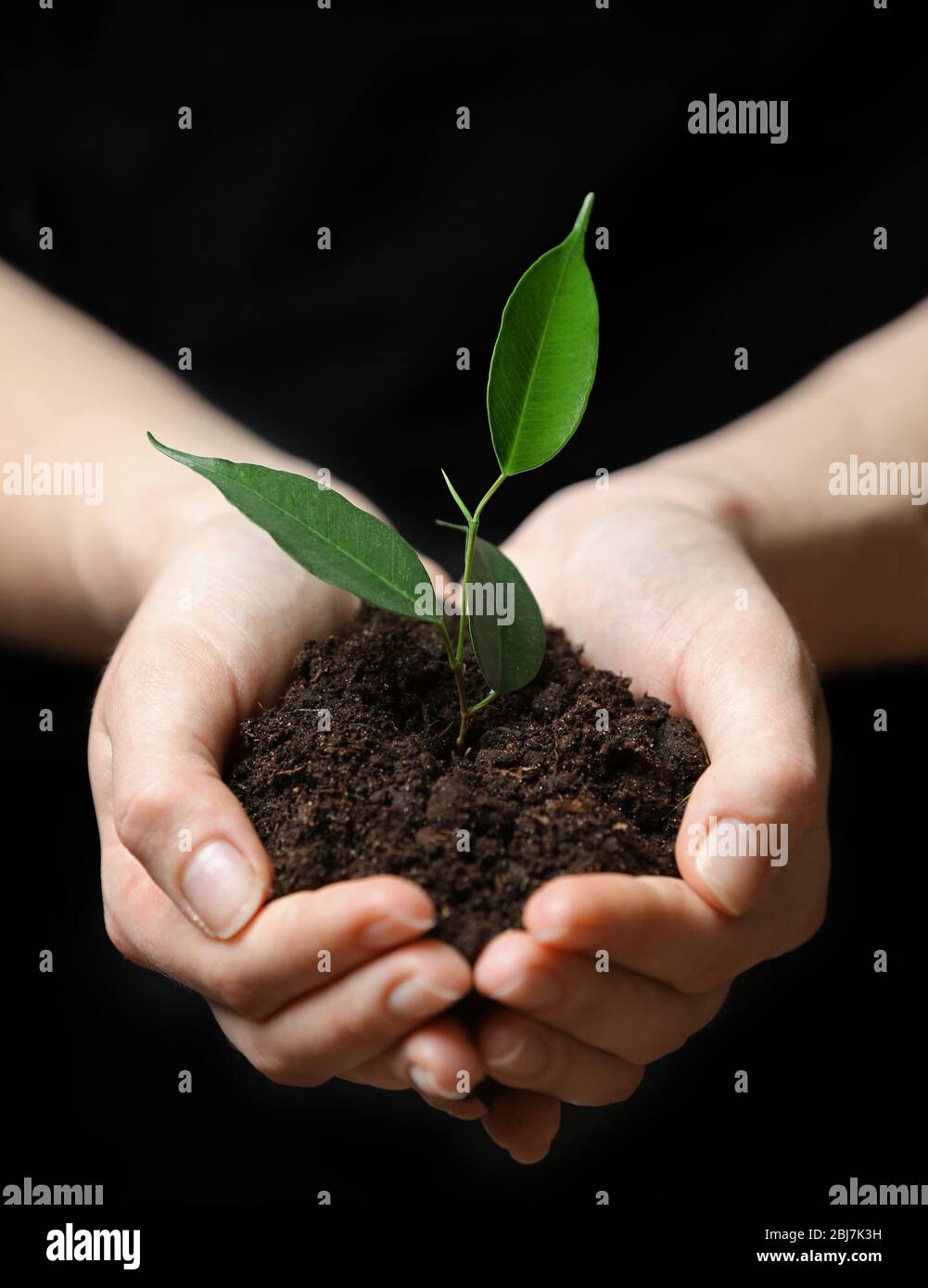 Female hands holding soil and plant on black background Stock Photo - Alamy