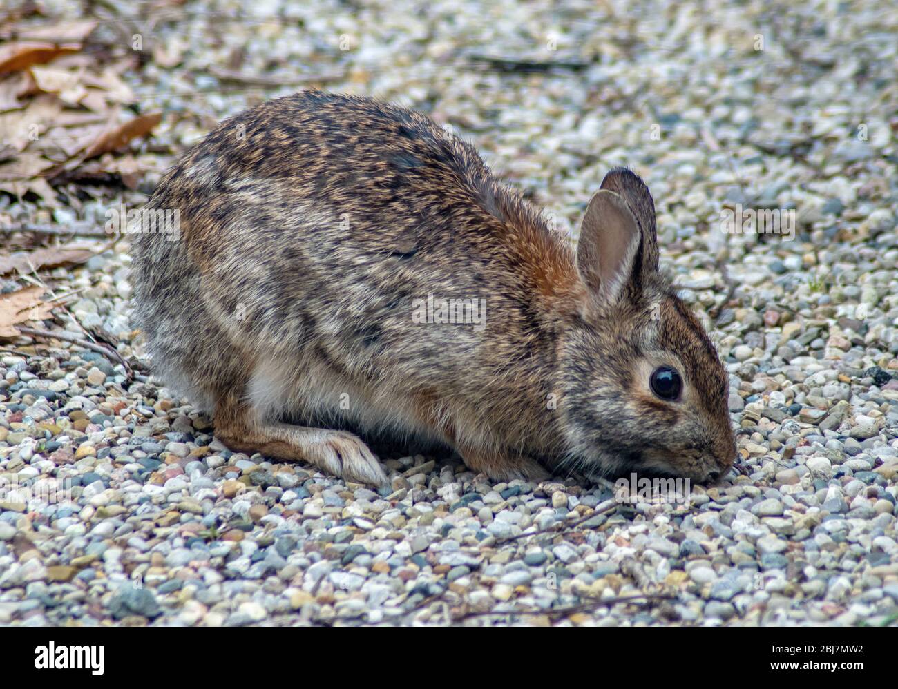 Gravel walkway hires stock photography and images Alamy
