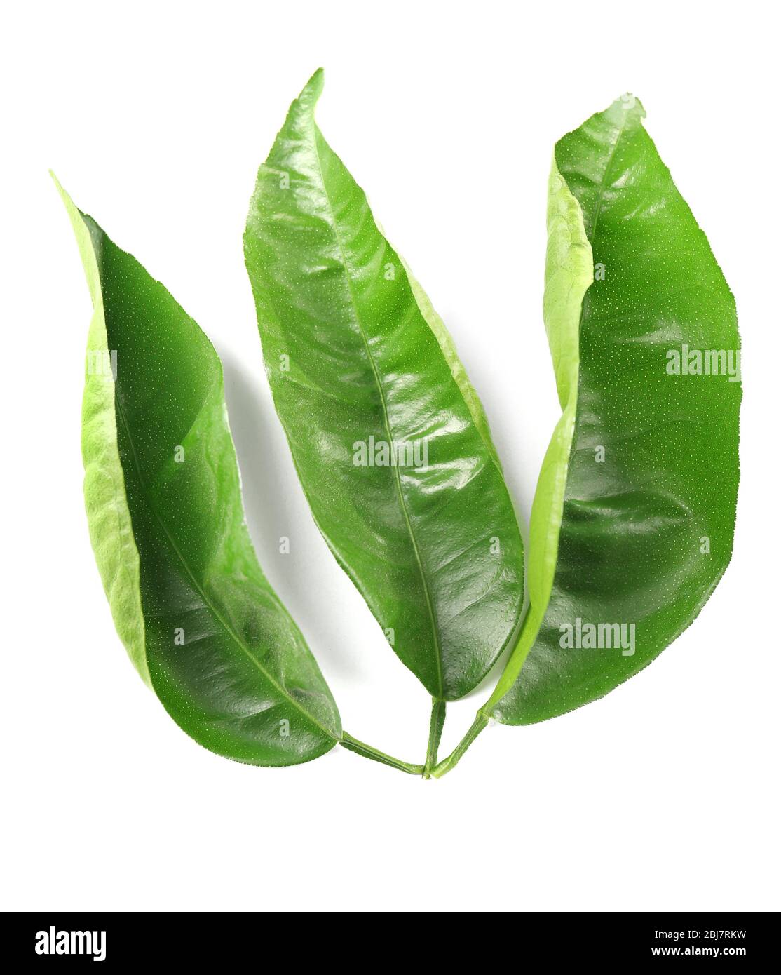 Ficus leaves, isolated on white Stock Photo Alamy