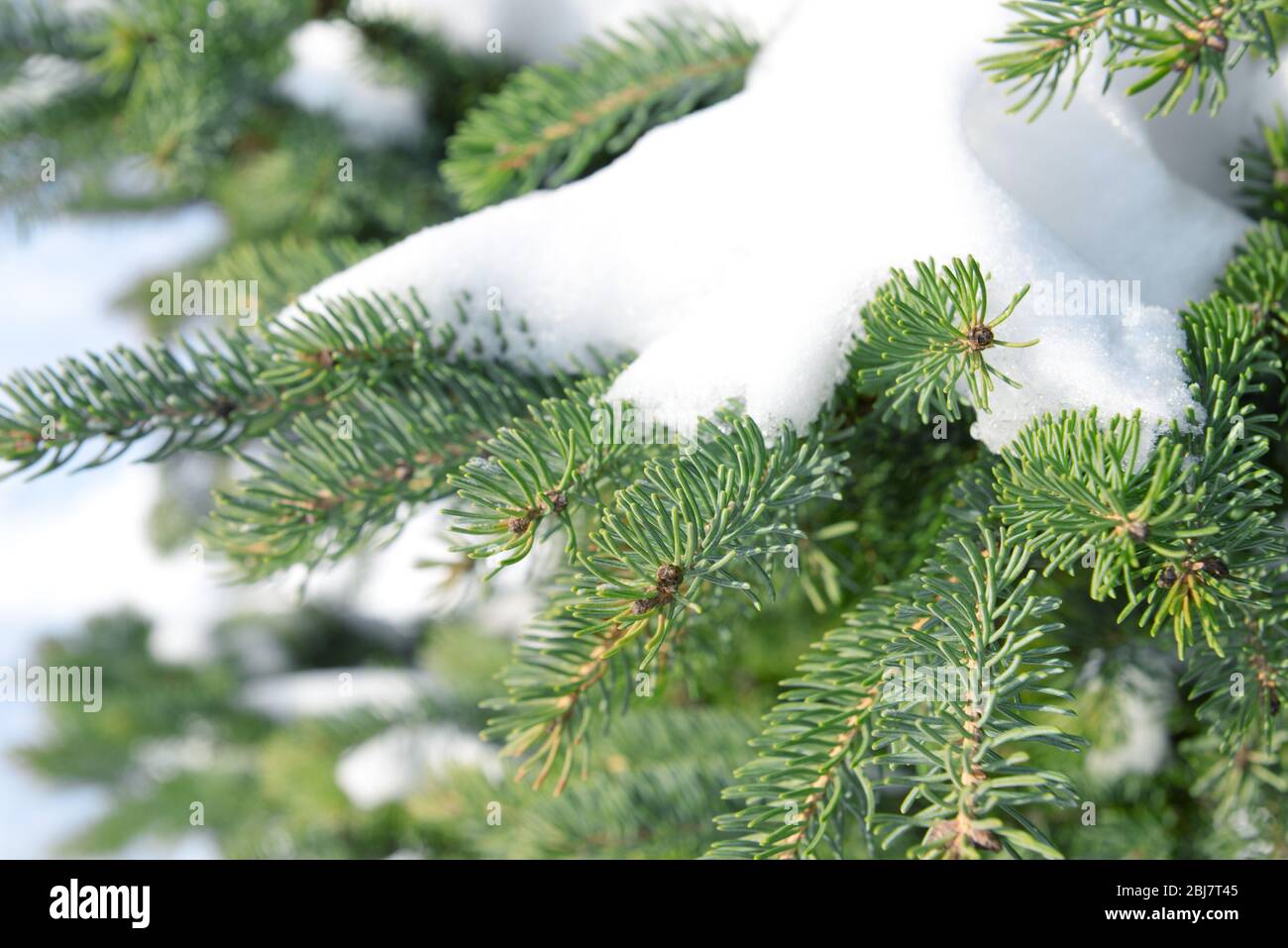 Snowy fir tree branches, closeup Stock Photo - Alamy