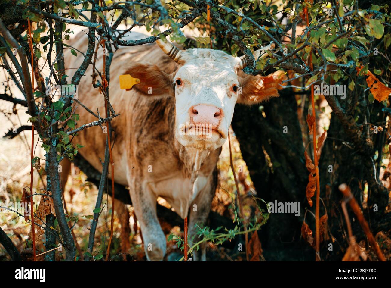 Cow with ear tags stuck in the trees. Stock Photo