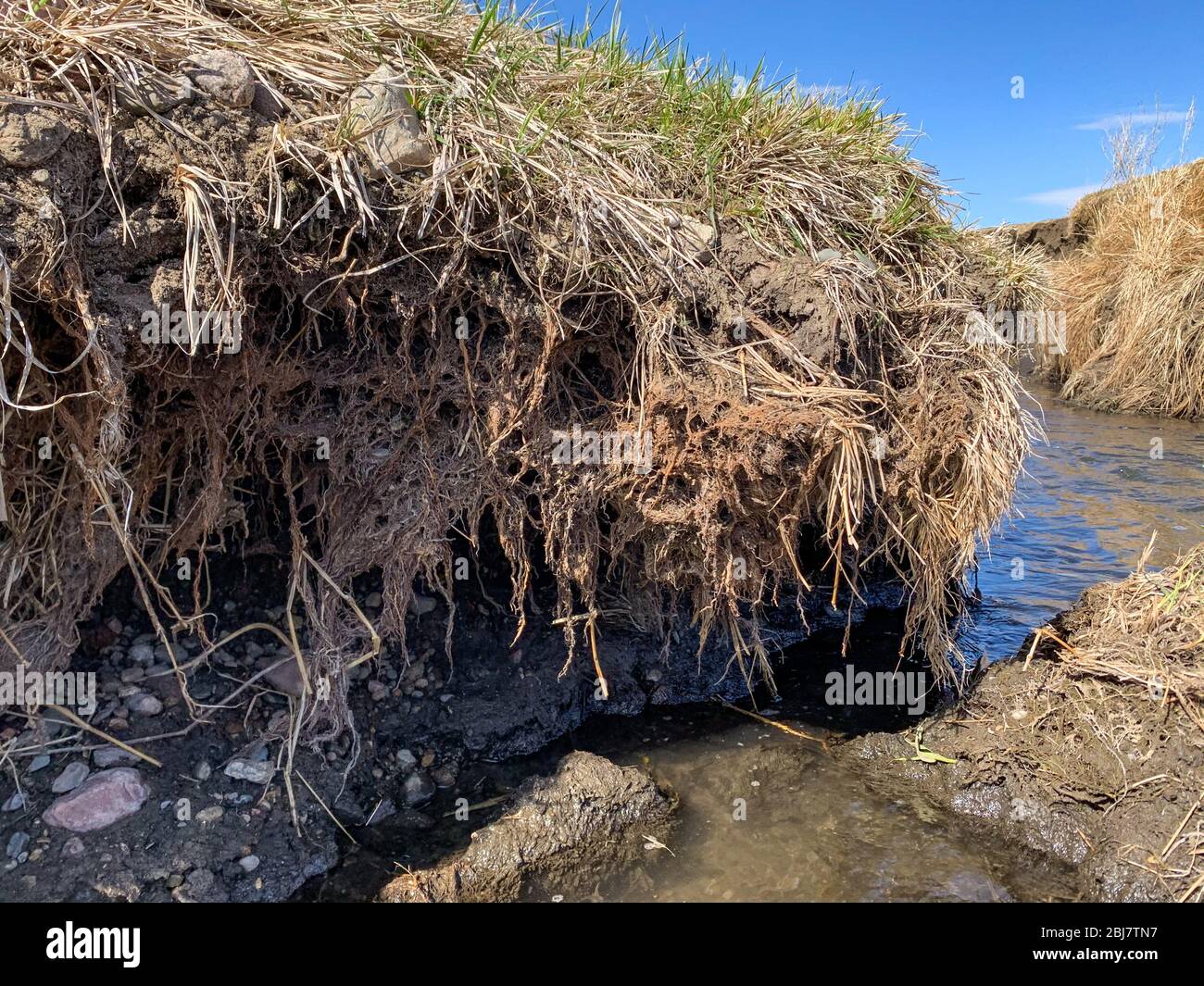 Soil erosion at drop off into a creek showing exposed roots and dirt