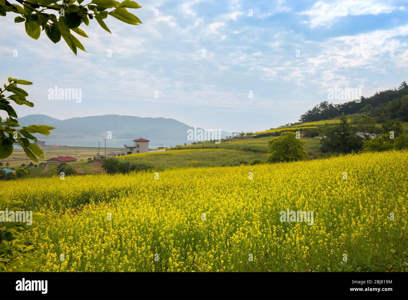 Yellow rape flower field, blue sky, beautiful seaside village scenery, spring in Korea. Stock Photo