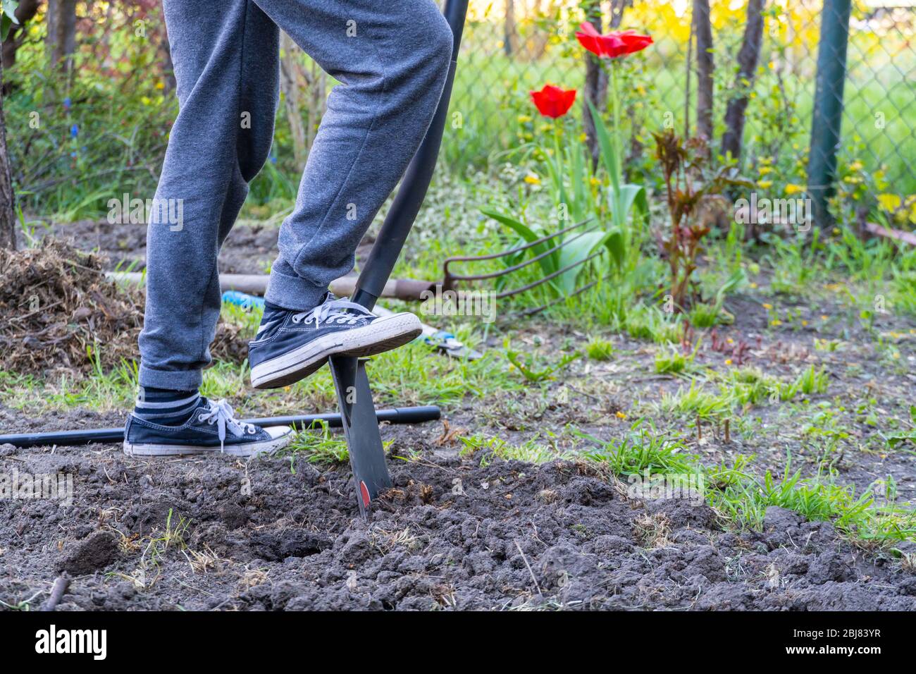 Person Digging Garden Spade High Resolution Stock Photography and ...