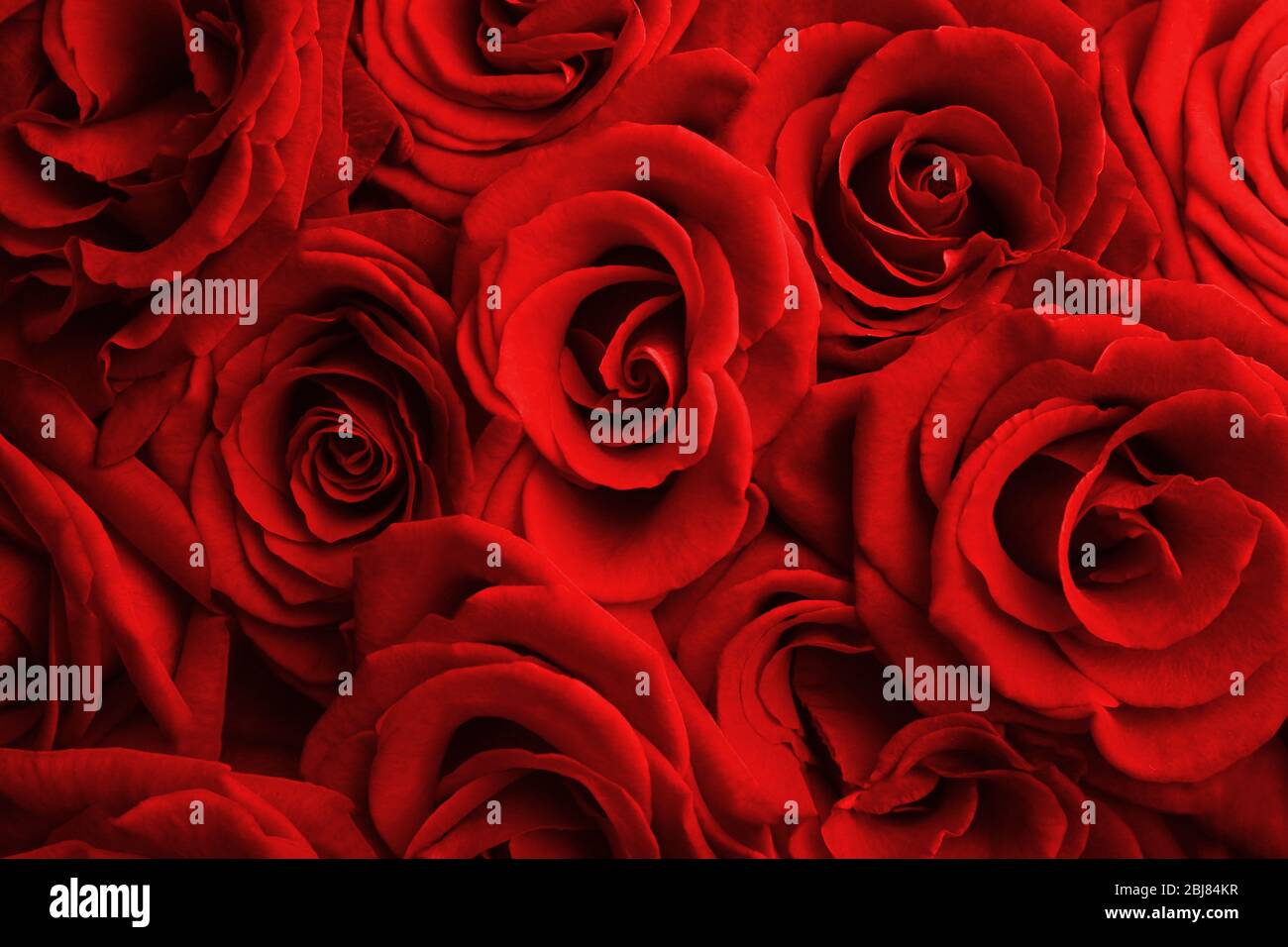 Beautiful red roses background Stock Photo - Alamy
