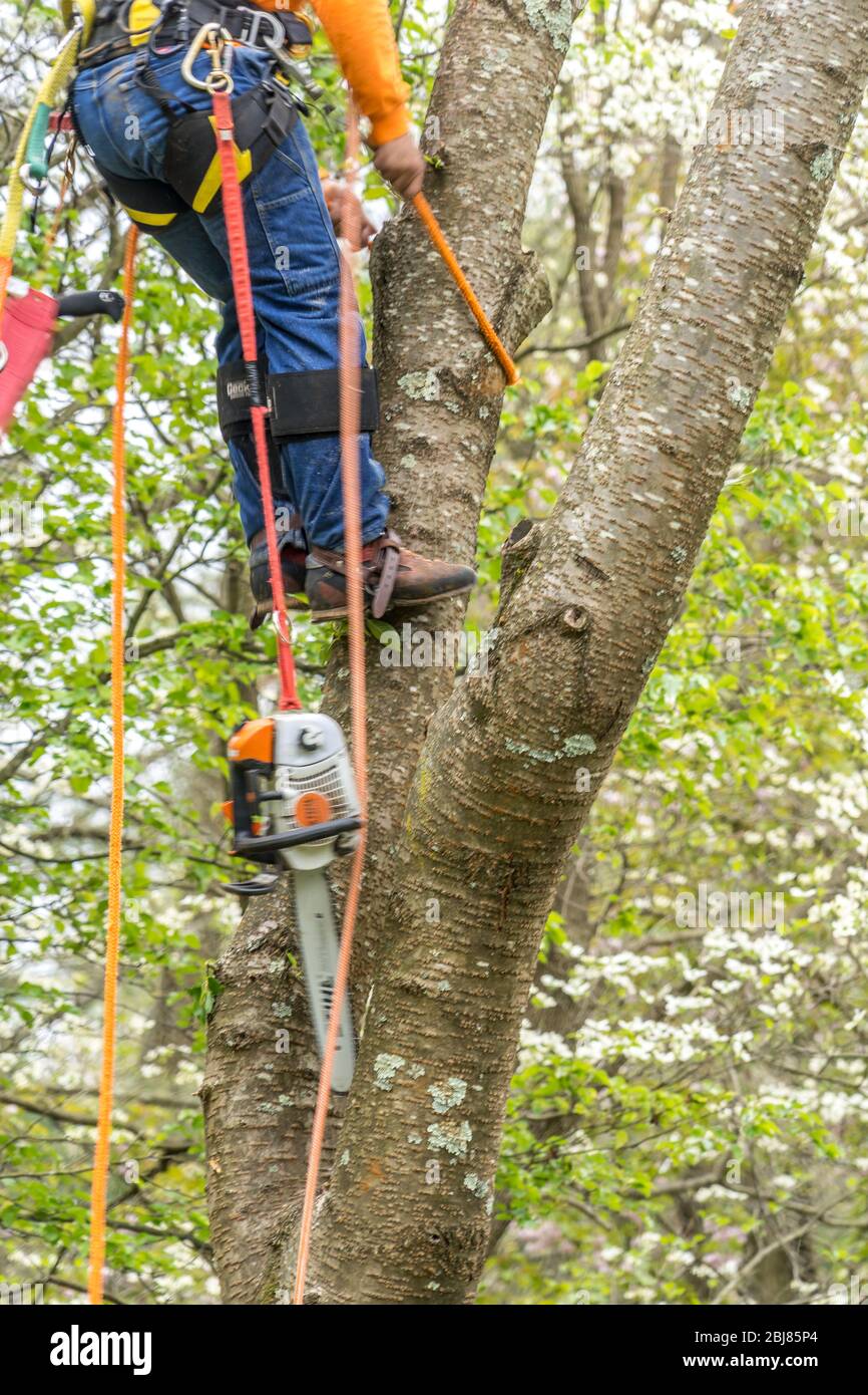 Wood cutter, arborist climbing a tree with chainsaw hanging from a