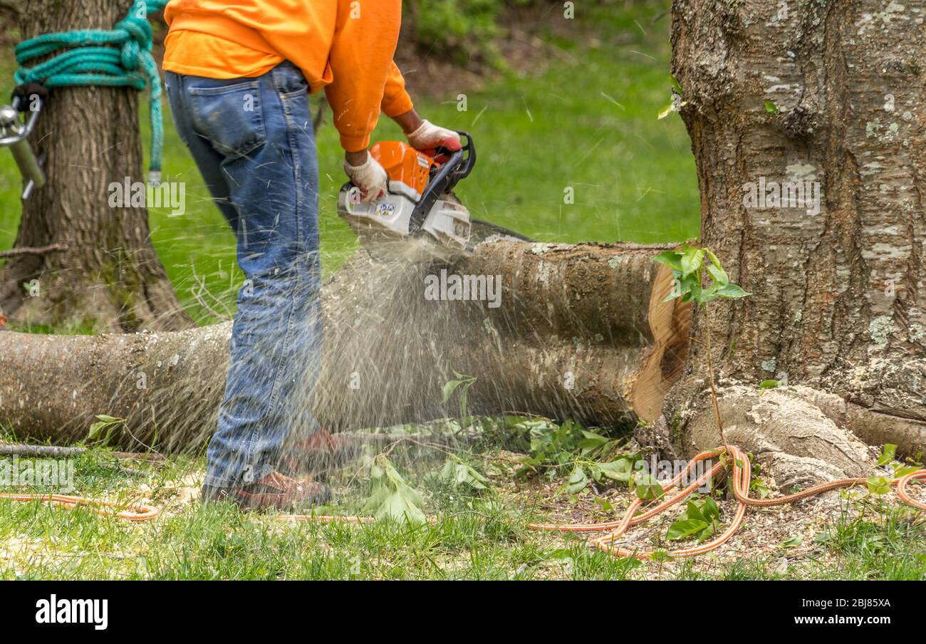 Wood cutter, arborist using an electric chainsaw chopping up a tree Stock Photo