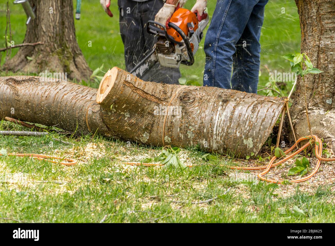 Wood cutter, arborist using an electric chainsaw chopping up a tree ...