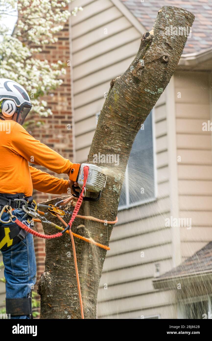 Wood cutter, arborist using an electric chainsaw chopping up a tree Stock Photo