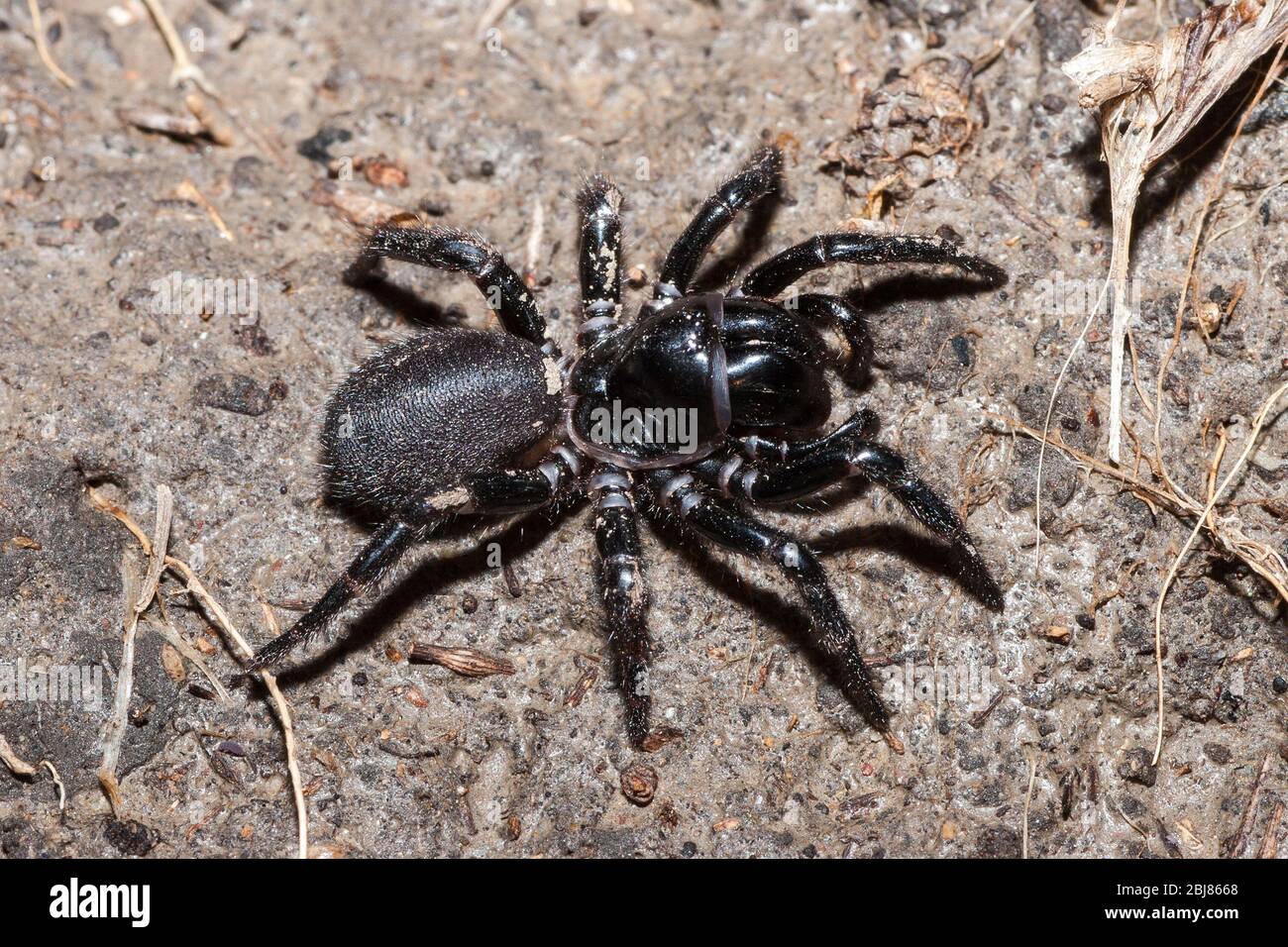 Blue Mountains Funnelweb Spider Stock Photo Alamy