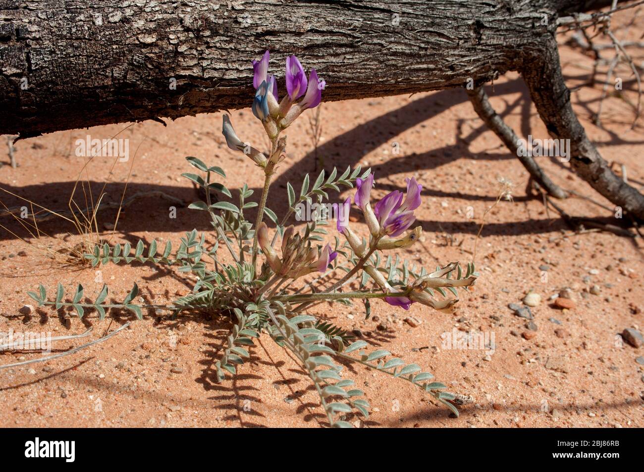 Milkvetch aka locoweed (exact species unknown) in Nevada's Valley of Fire State Park Stock Photo