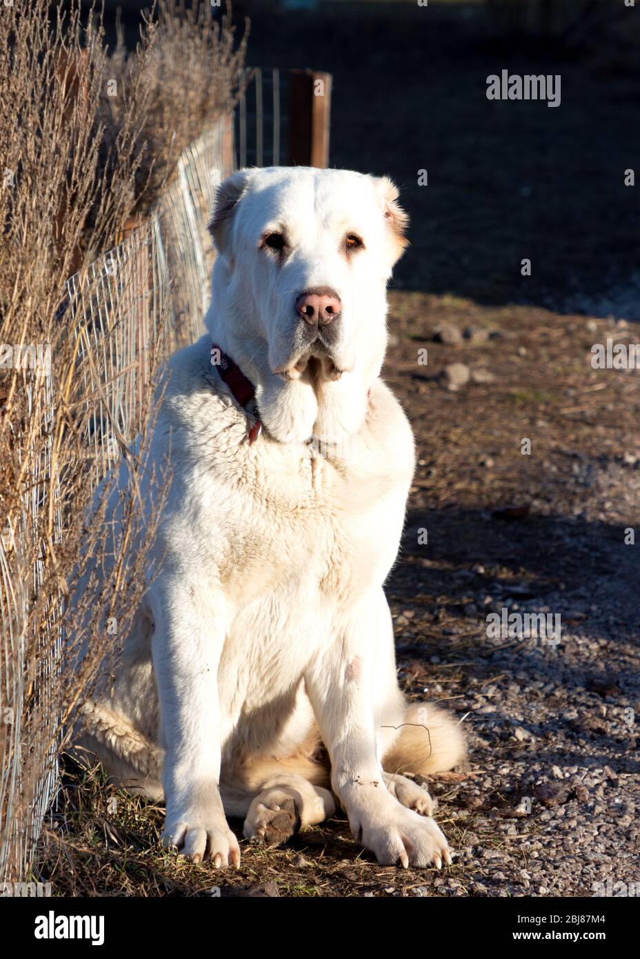 Central asian shepherd dog. White Alabai sits near a fence in the yard.  Protects the territory Stock Photo - Alamy